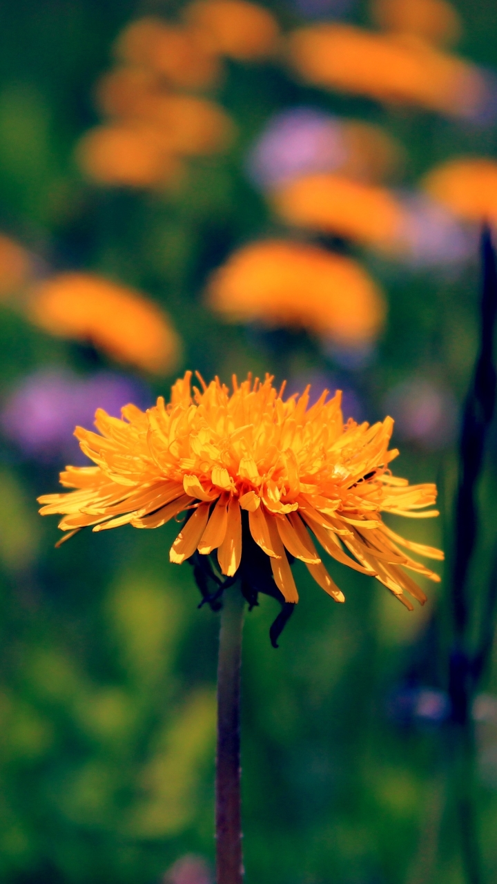 Download mobile wallpaper Nature, Summer, Flower, Blur, Earth, Dandelion, Yellow Flower for free.