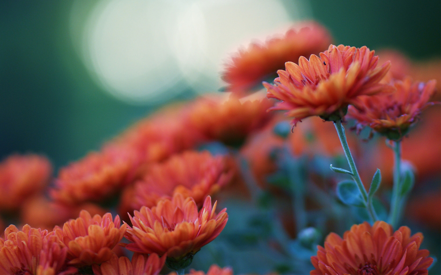 Handy-Wallpaper Blumen, Blume, Erde/natur kostenlos herunterladen.