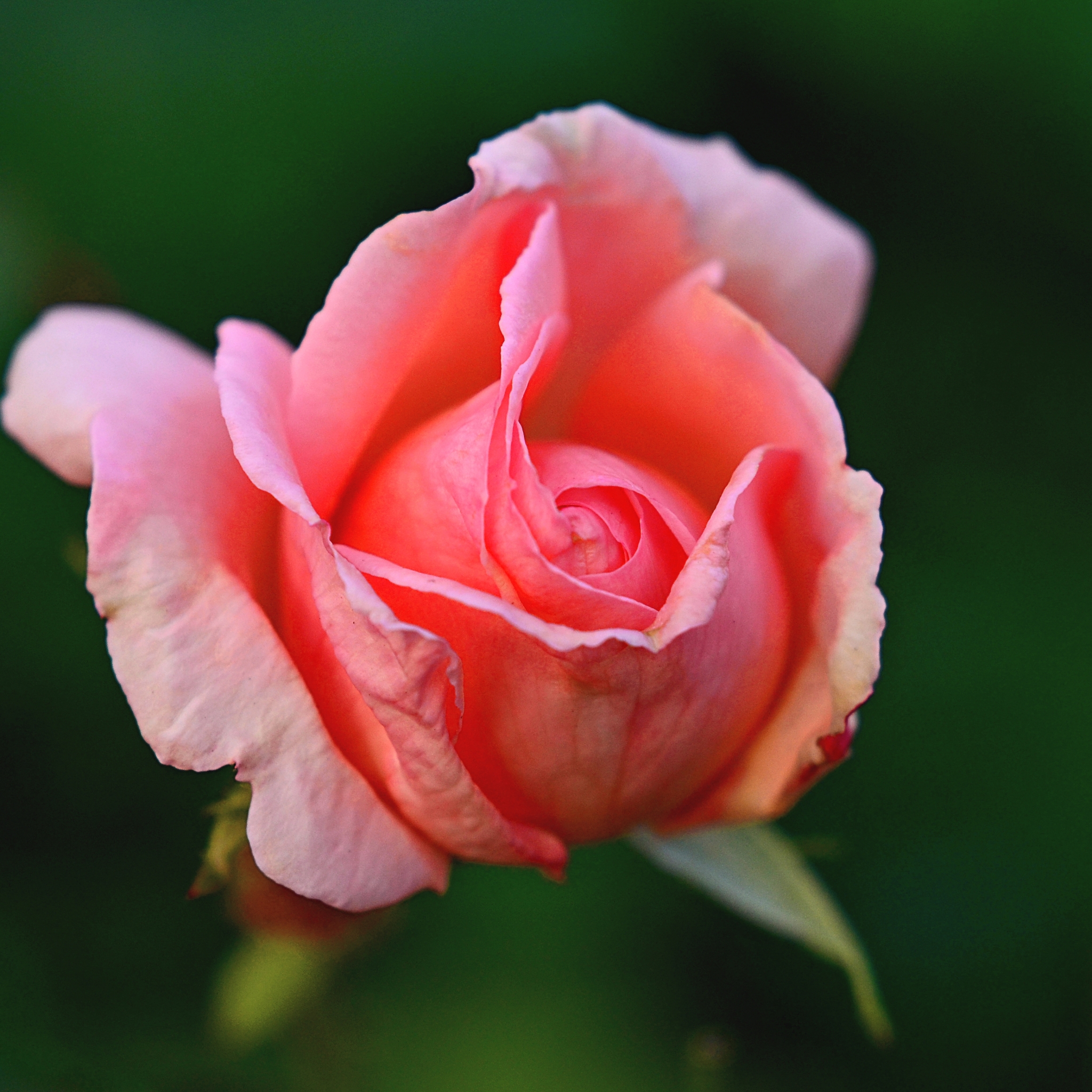 Descarga gratuita de fondo de pantalla para móvil de Flores, Rosa, Flor, Macro, Tierra/naturaleza, Macrofotografía.