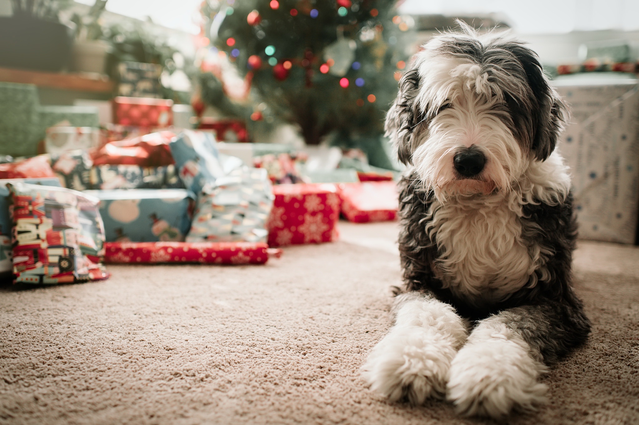animal, old english sheepdog, christmas, depth of field, dog, gift, dogs