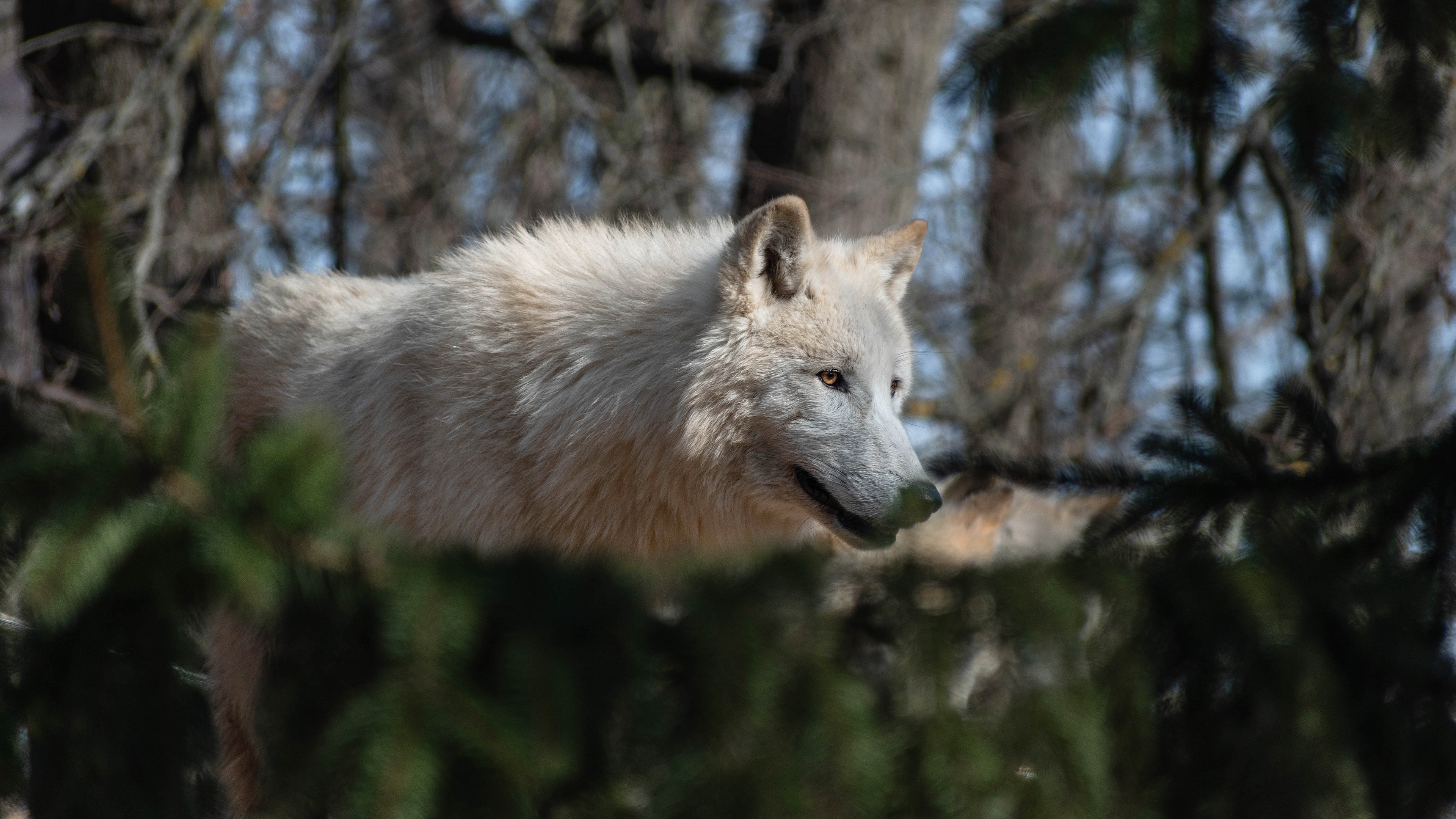 animal, arctic wolf, white wolf, wolf
