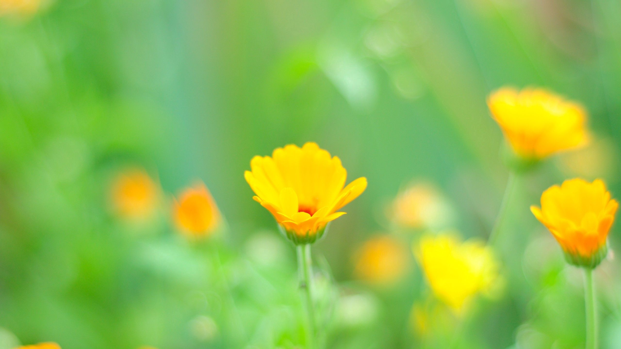 glade, flowers, grass, yellow, macro, polyana Full HD
