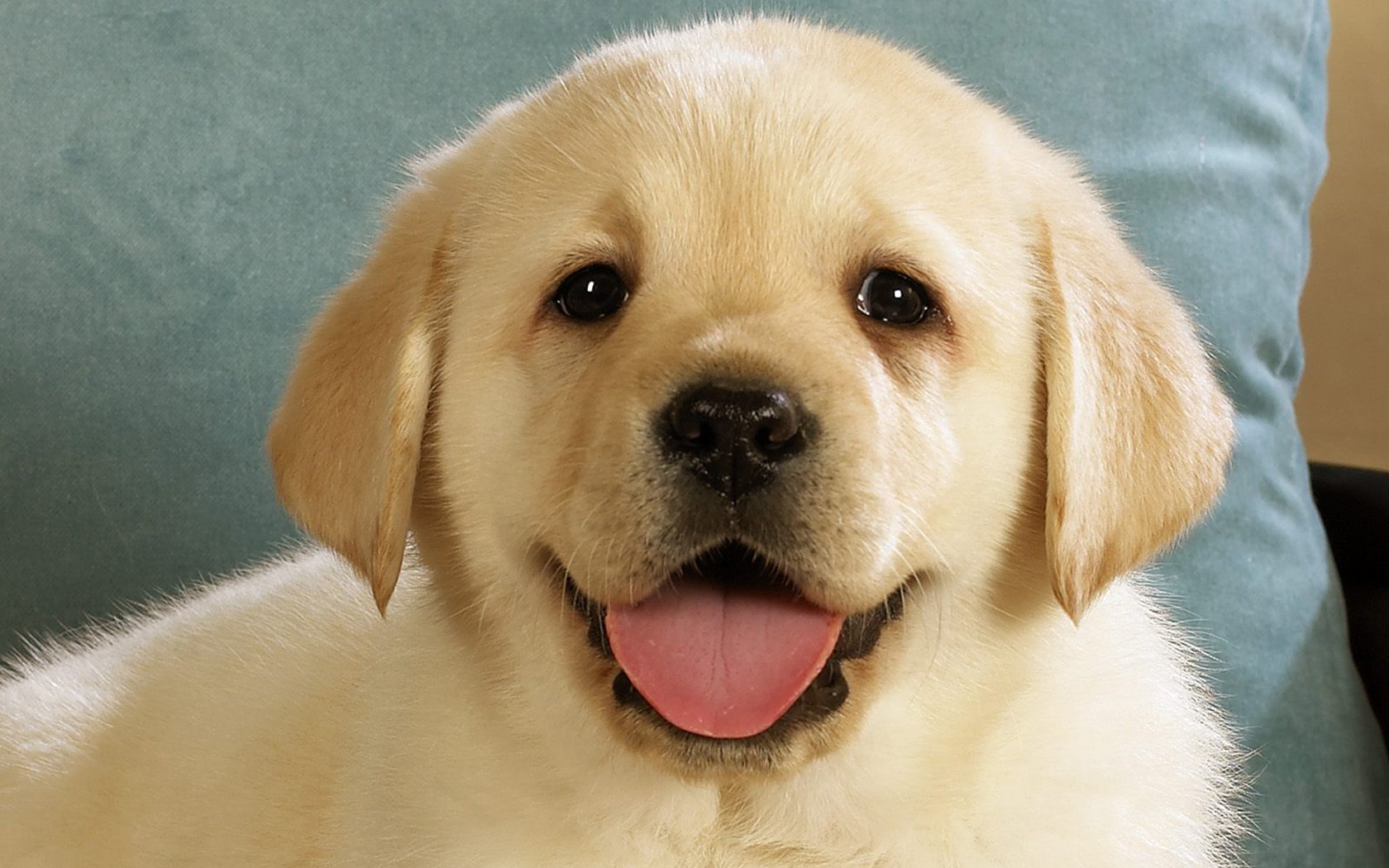 Laden Sie das Tiere, Hunde, Hund-Bild kostenlos auf Ihren PC-Desktop herunter
