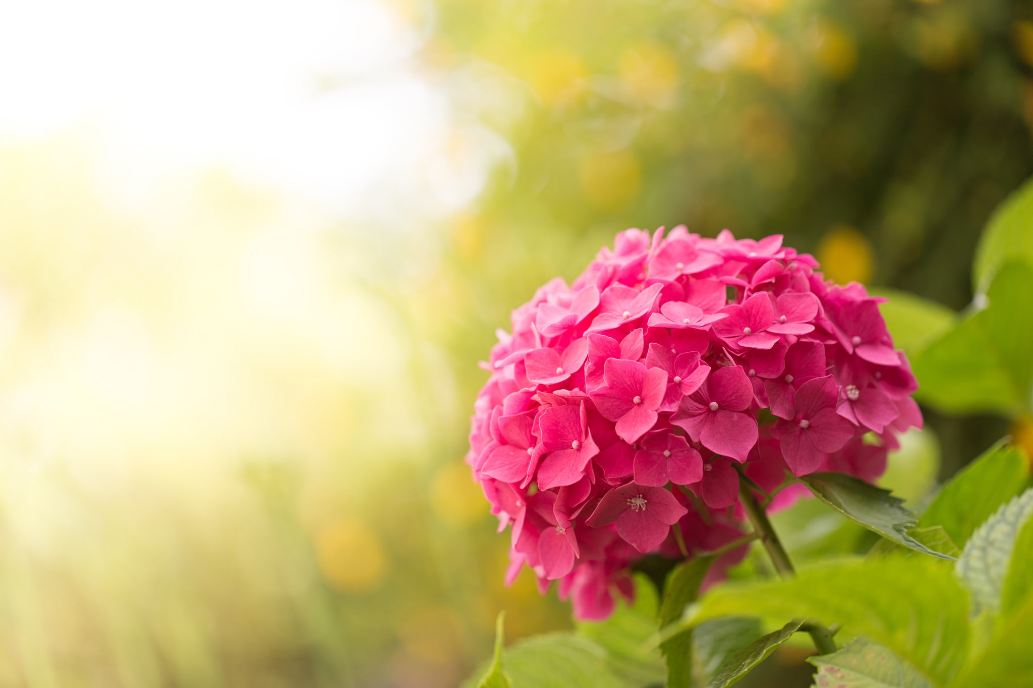 Download mobile wallpaper Nature, Flowers, Flower, Earth, Bokeh, Hydrangea, Sunny, Pink Flower for free.