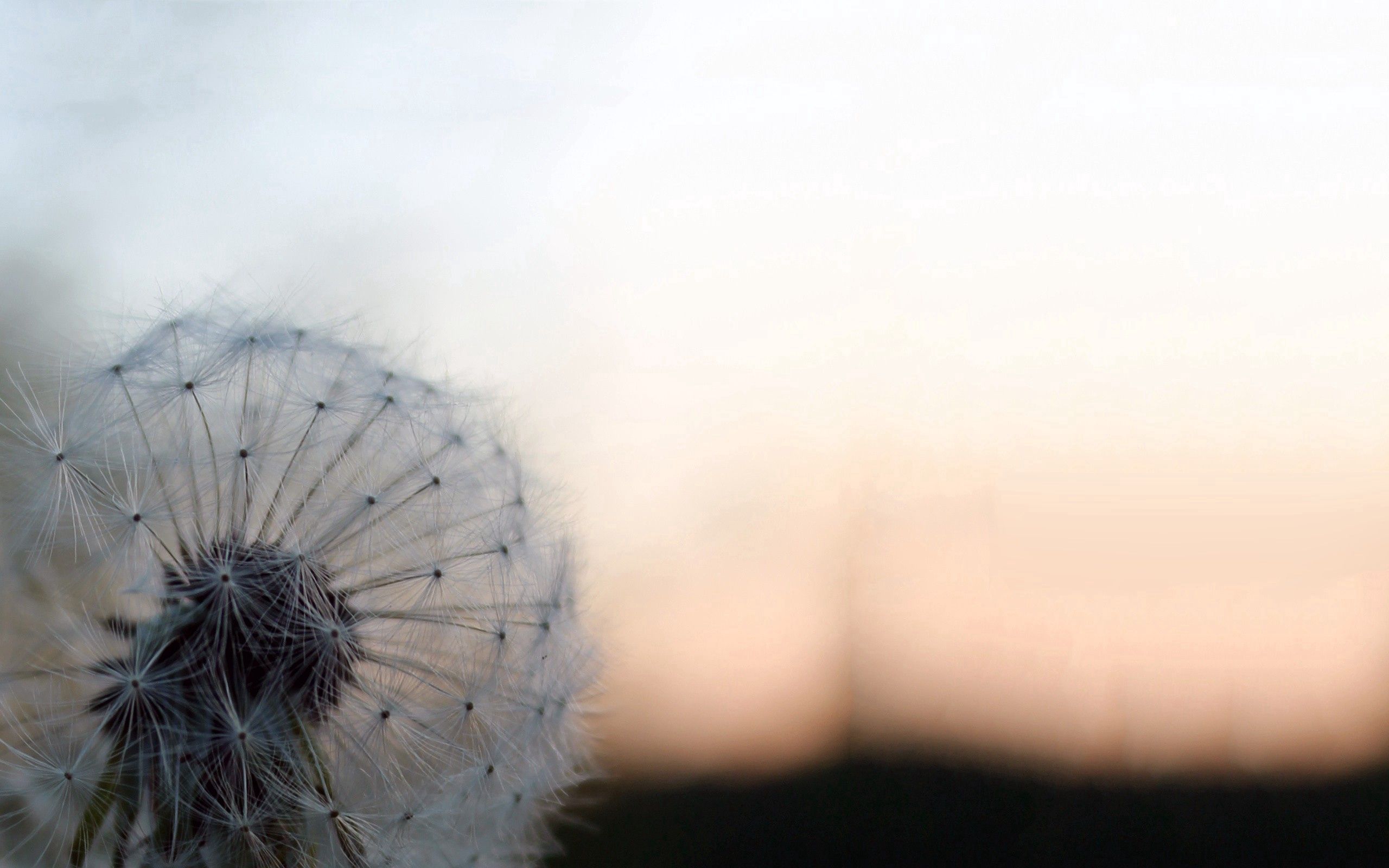 Download mobile wallpaper Fuzz, Macro, Fluff, Smooth, Dandelion, Blur, Background for free.
