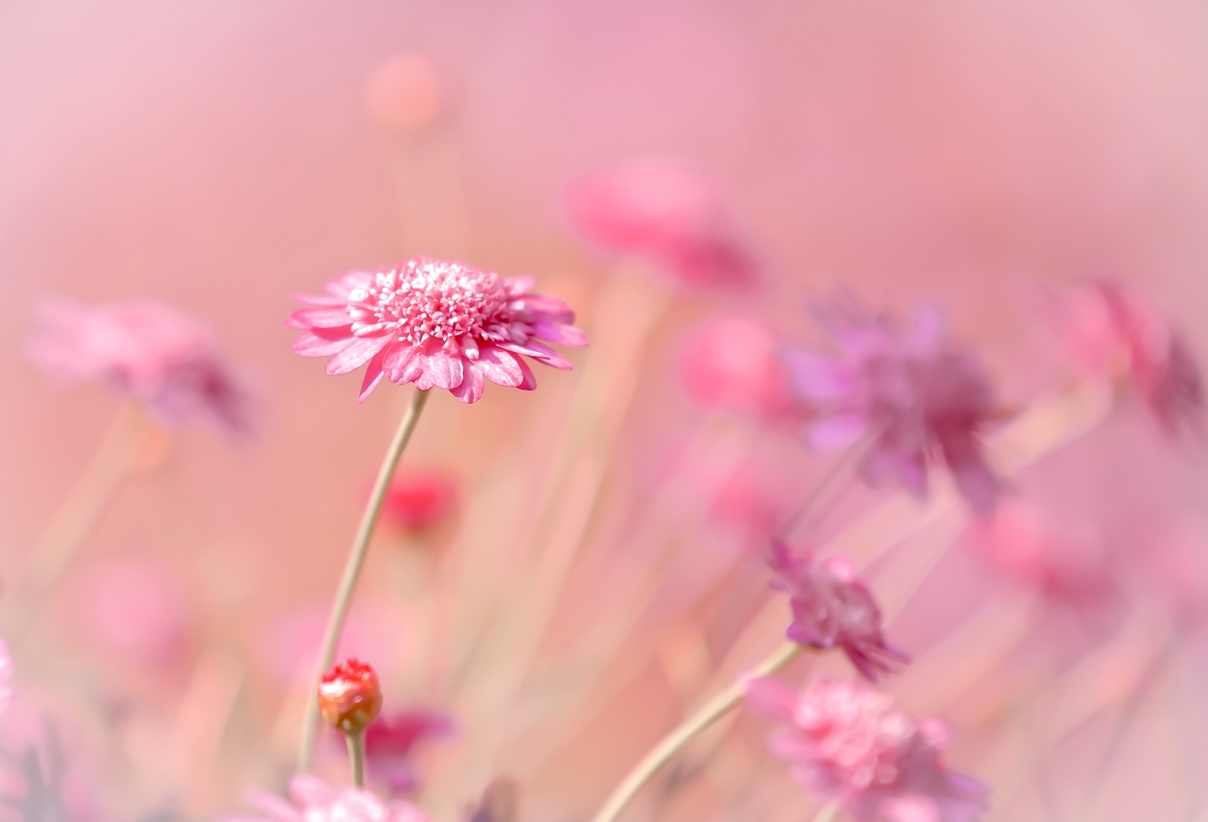 無料モバイル壁紙自然, フラワーズ, 花, 地球, ボケ, ピンクの花をダウンロードします。