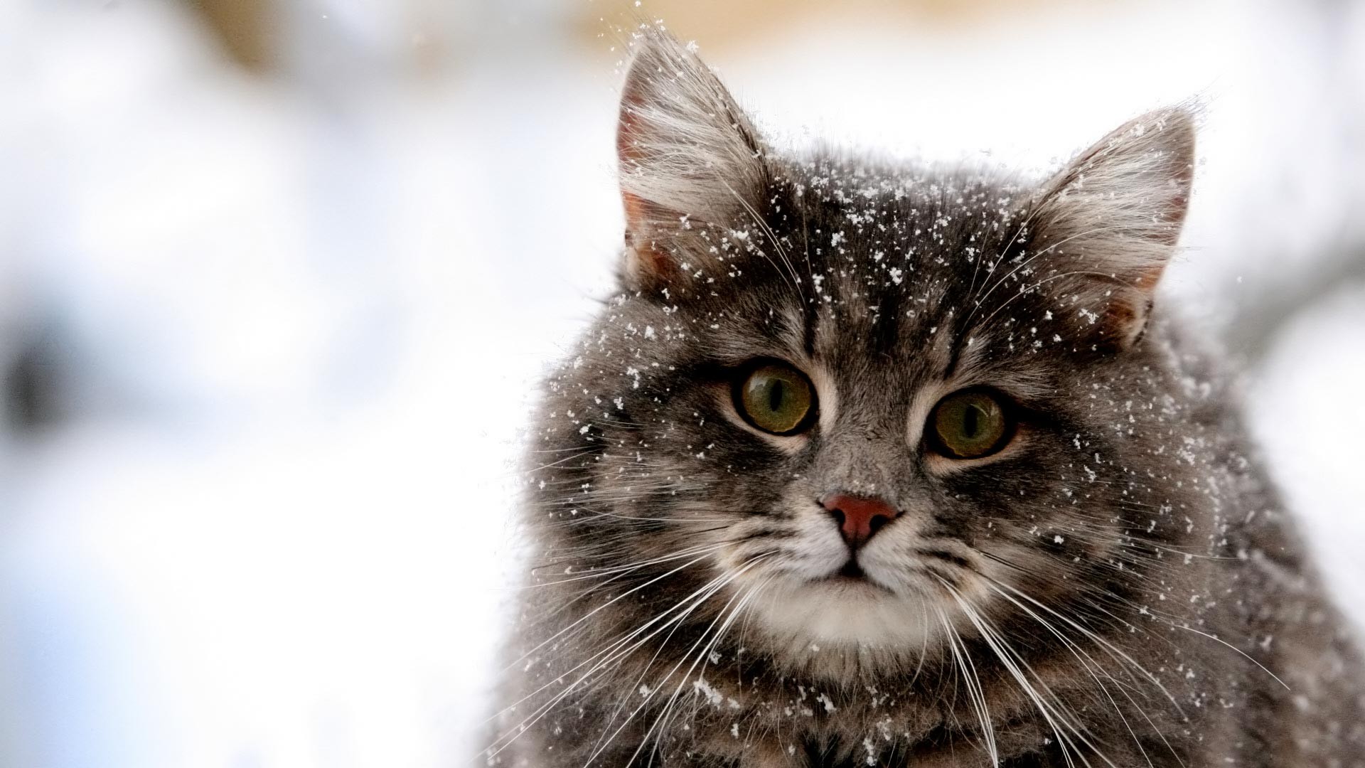 Скачать обои бесплатно Животные, Зима, Серый, Кошка, Снегопад, Кошки картинка на рабочий стол ПК