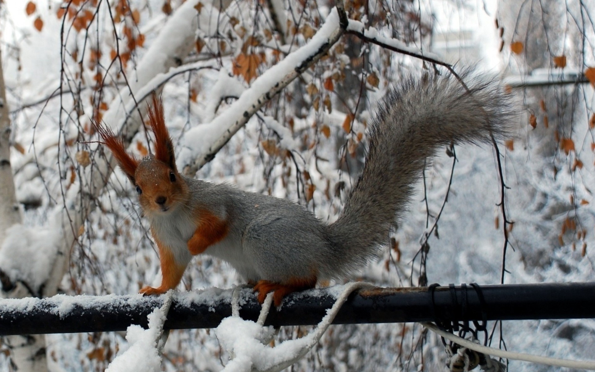 winter, animal, squirrel, funny, life
