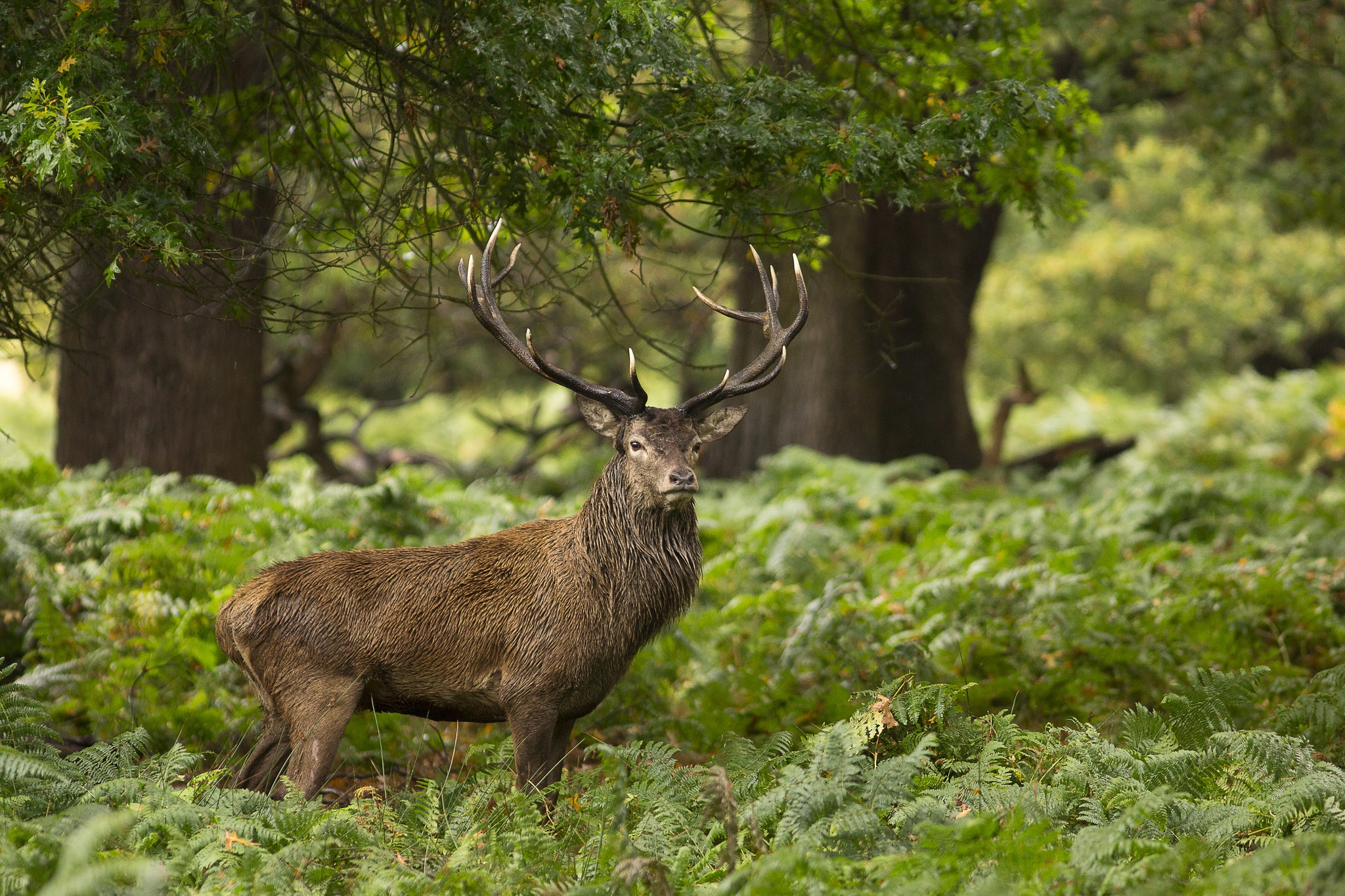 Free download wallpaper Fern, Animal, Deer, Depth Of Field on your PC desktop