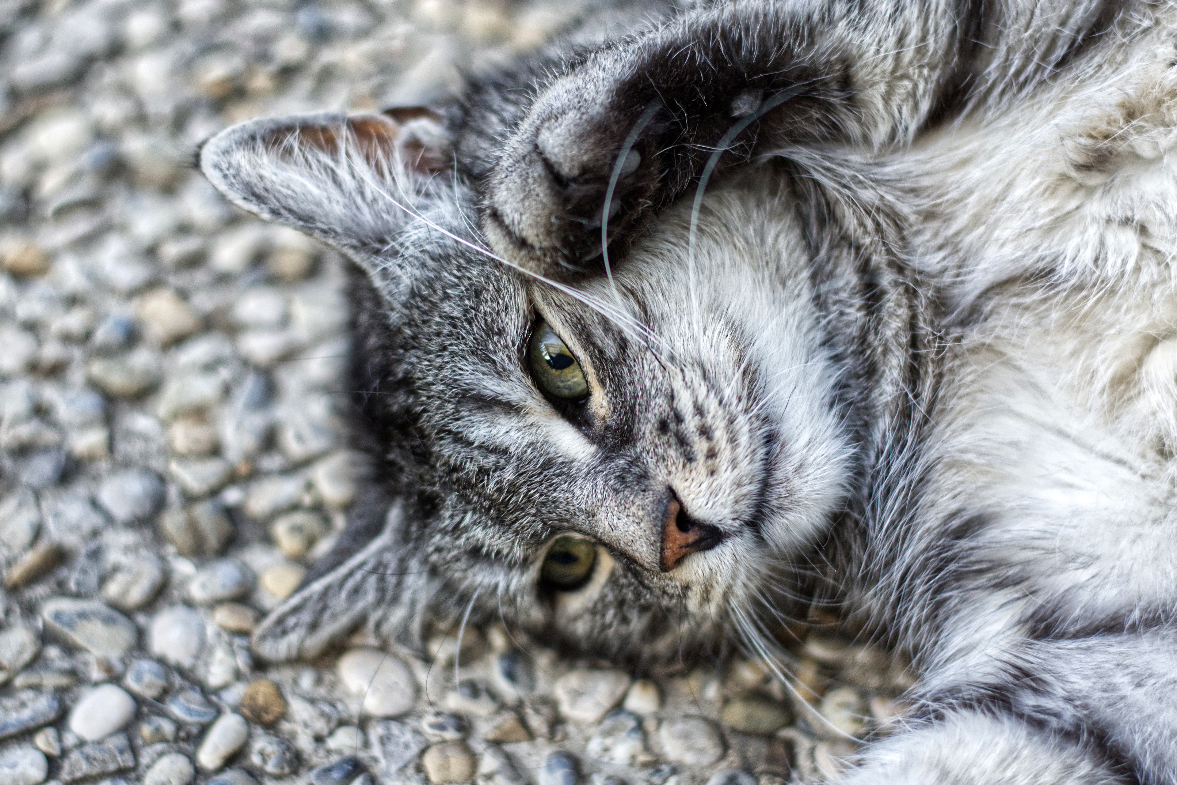 Laden Sie das Tiere, Katzen, Katze-Bild kostenlos auf Ihren PC-Desktop herunter