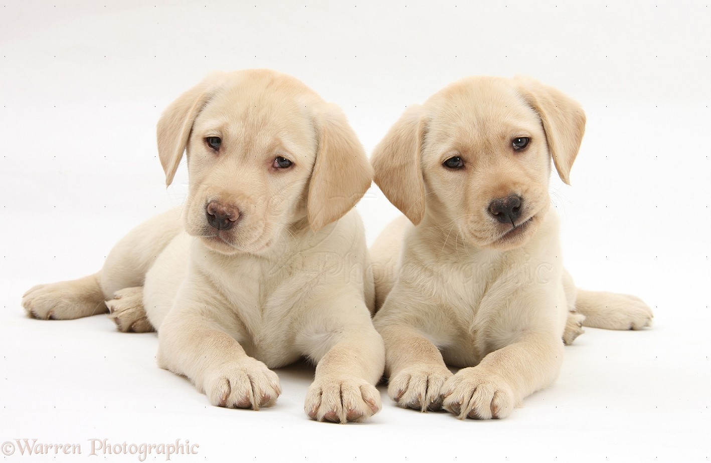 Download mobile wallpaper Labrador Retriever, Dogs, Animal for free.
