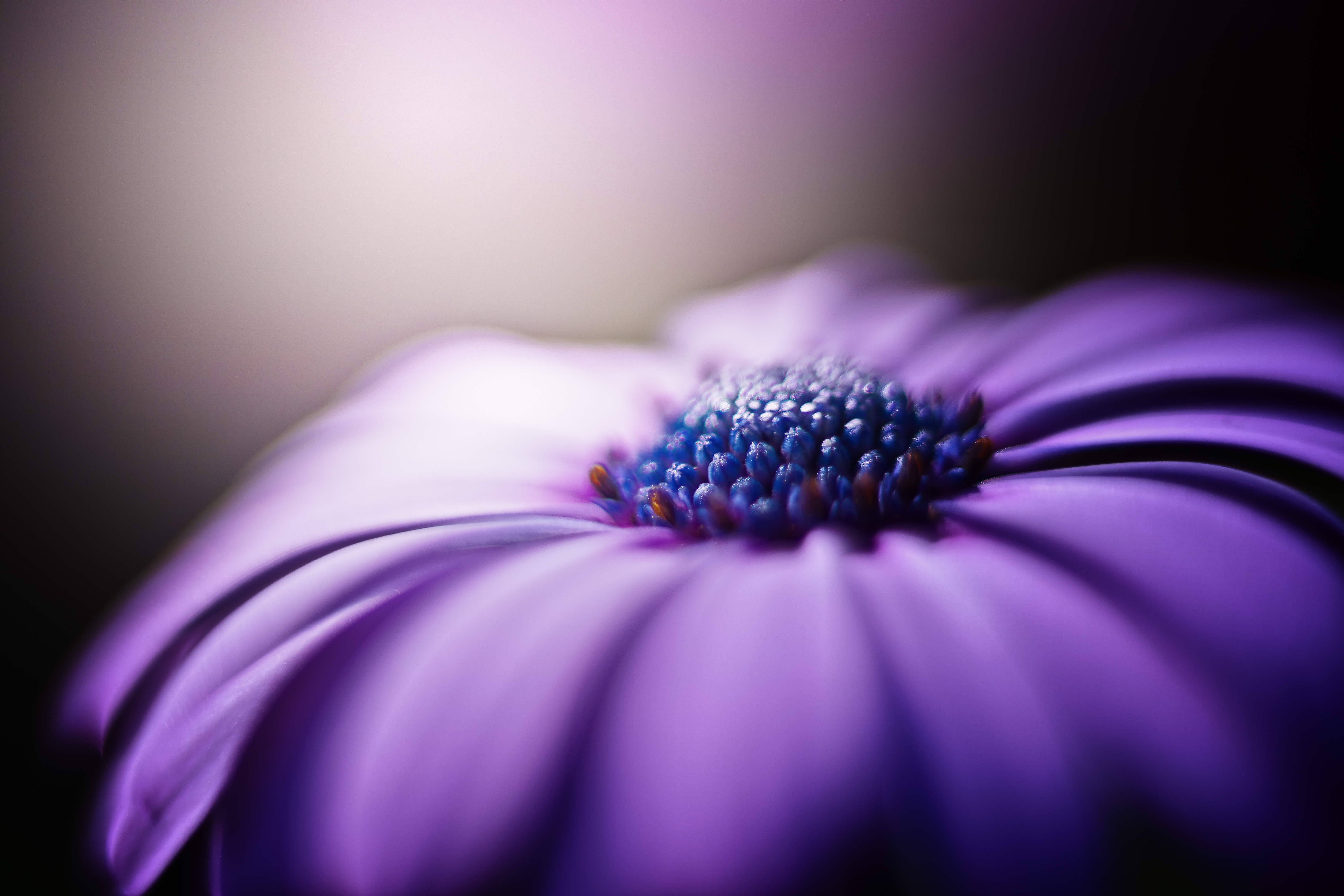 Download mobile wallpaper Macro, Earth, African Daisy for free.