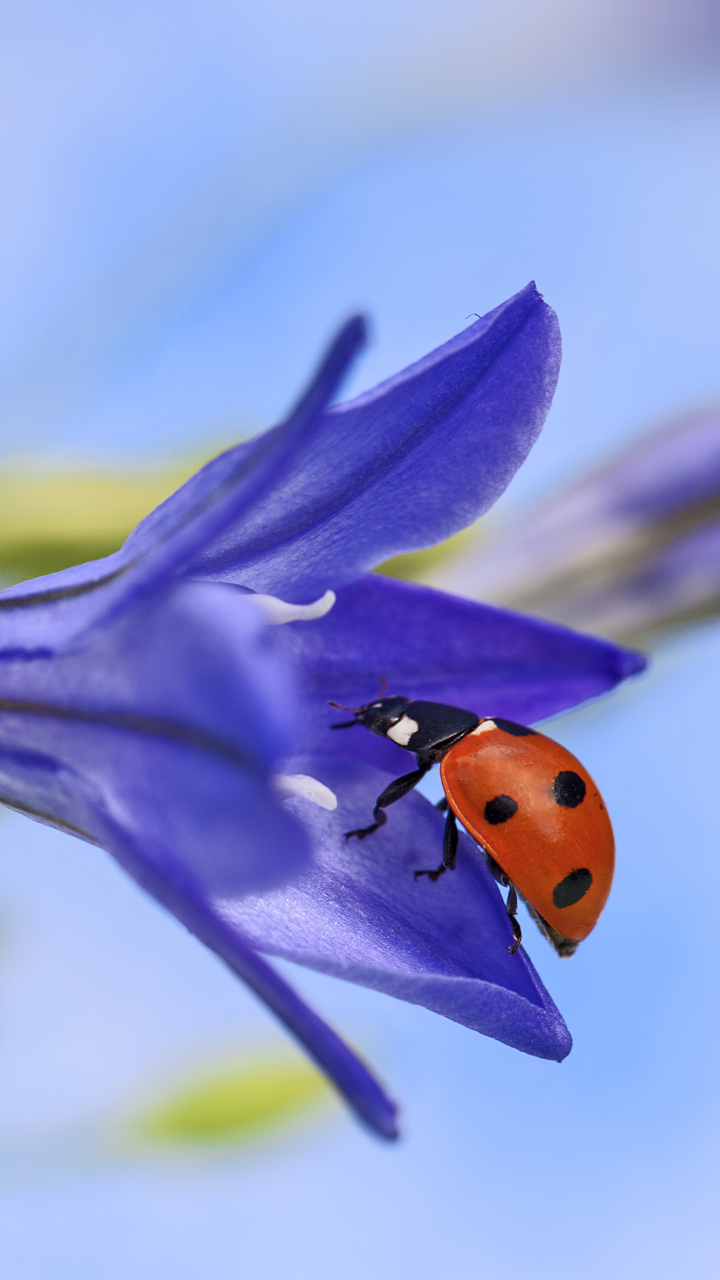 Descarga gratuita de fondo de pantalla para móvil de Animales, Macro, Insecto, Mariquita, Macrofotografía, Flor Azul.