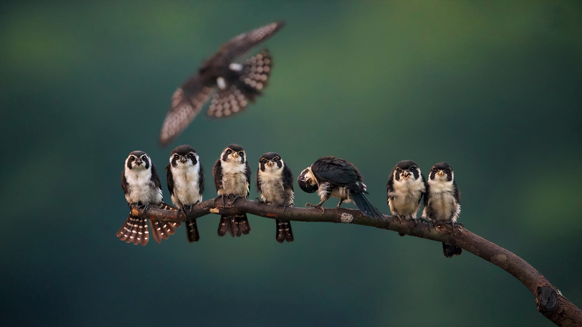 Téléchargez des papiers peints mobile Animaux, Oiseau, Branche, Des Oiseaux gratuitement.