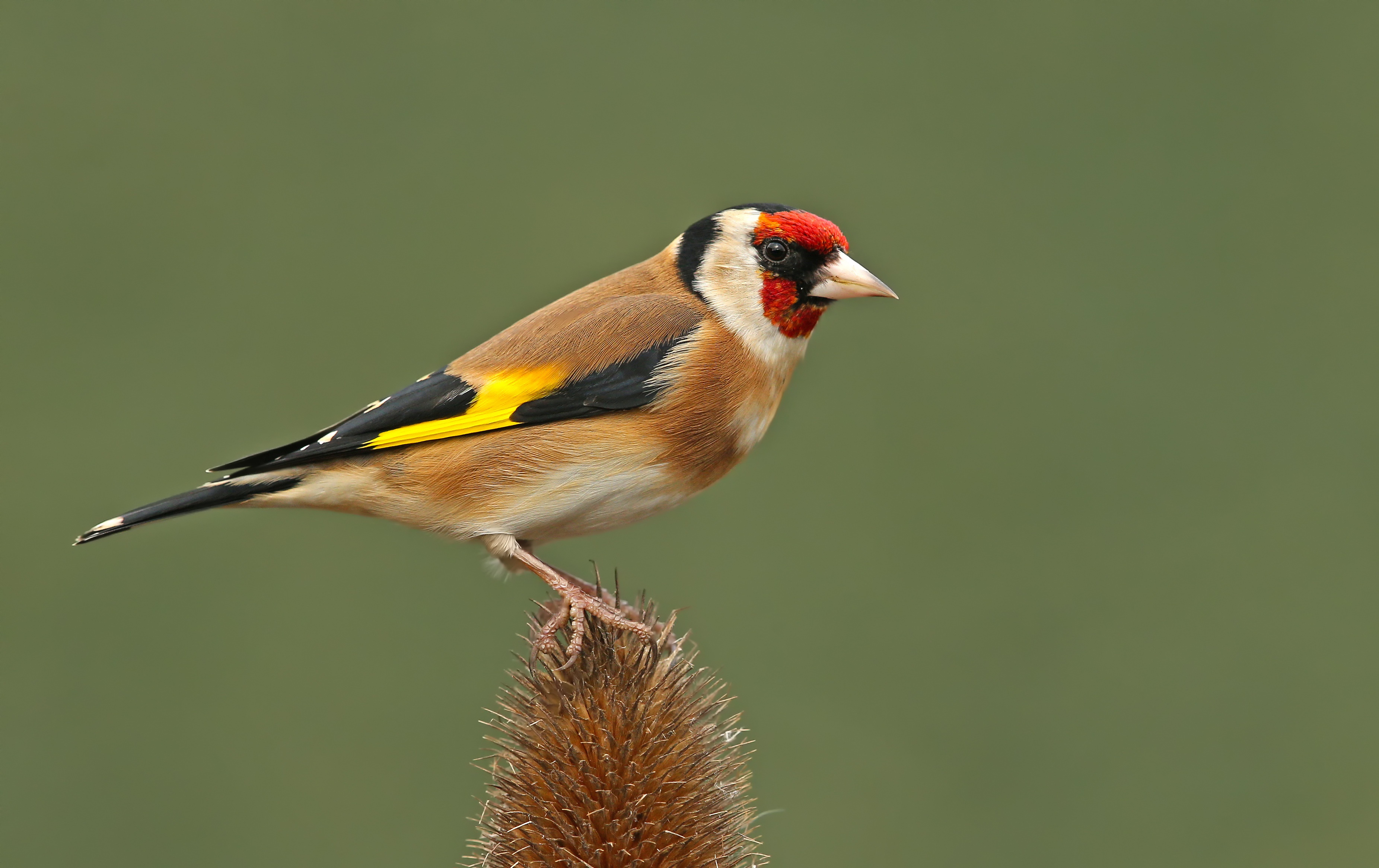 Download mobile wallpaper Birds, Bird, Animal, Goldfinch, Passerine for free.