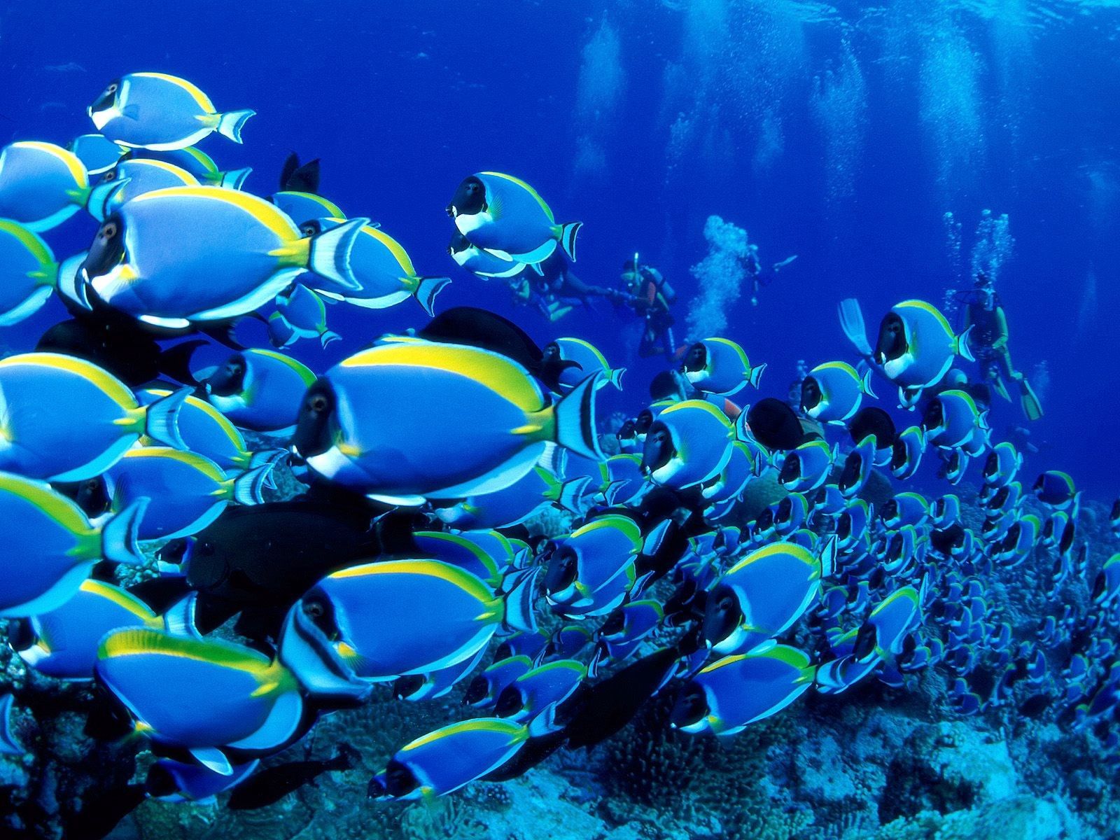 underwater world, fishes, animals, ocean, lots of, multitude