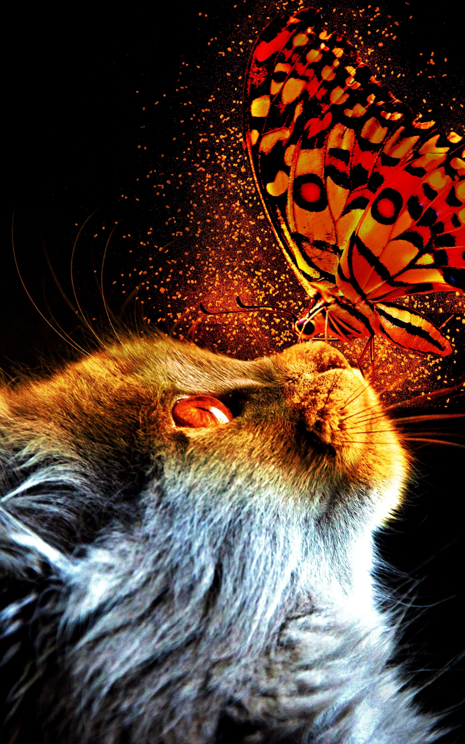 Free download wallpaper Cats, Cat, Insect, Butterfly, Animal on your PC desktop