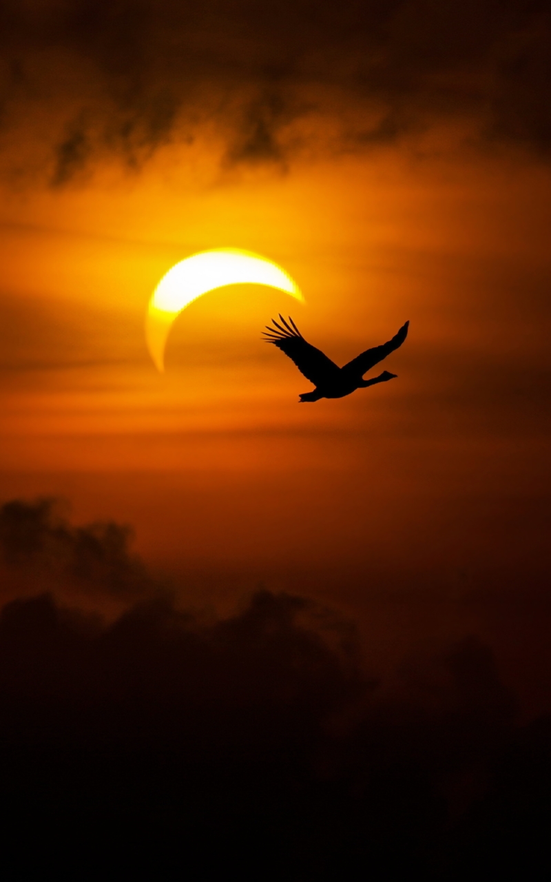 Download mobile wallpaper Sky, Bird, Earth, Solar Eclipse for free.