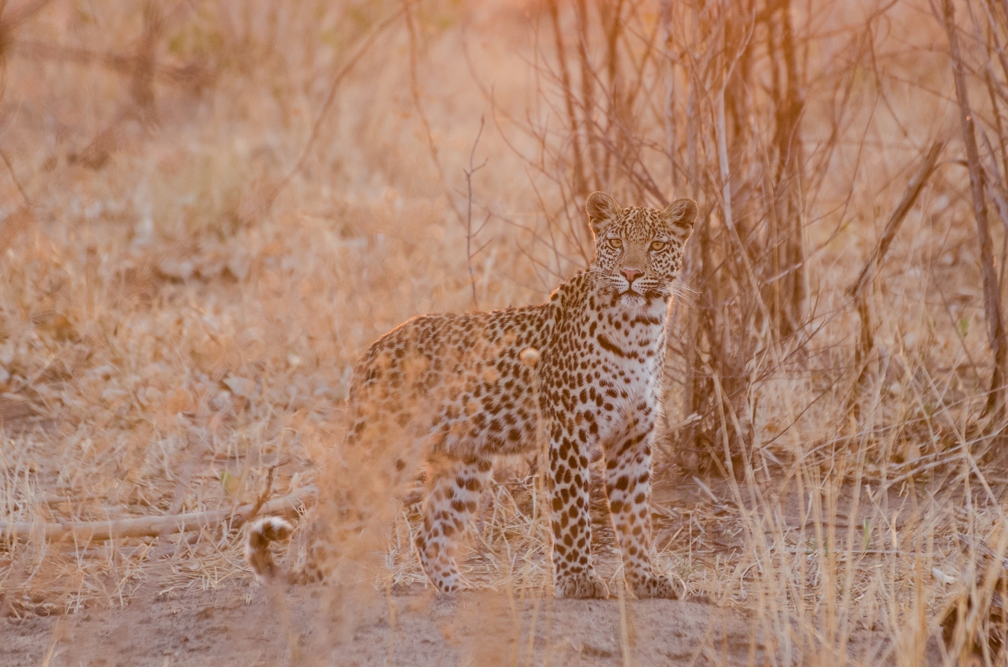 Laden Sie das Tiere, Katzen, Leopard-Bild kostenlos auf Ihren PC-Desktop herunter