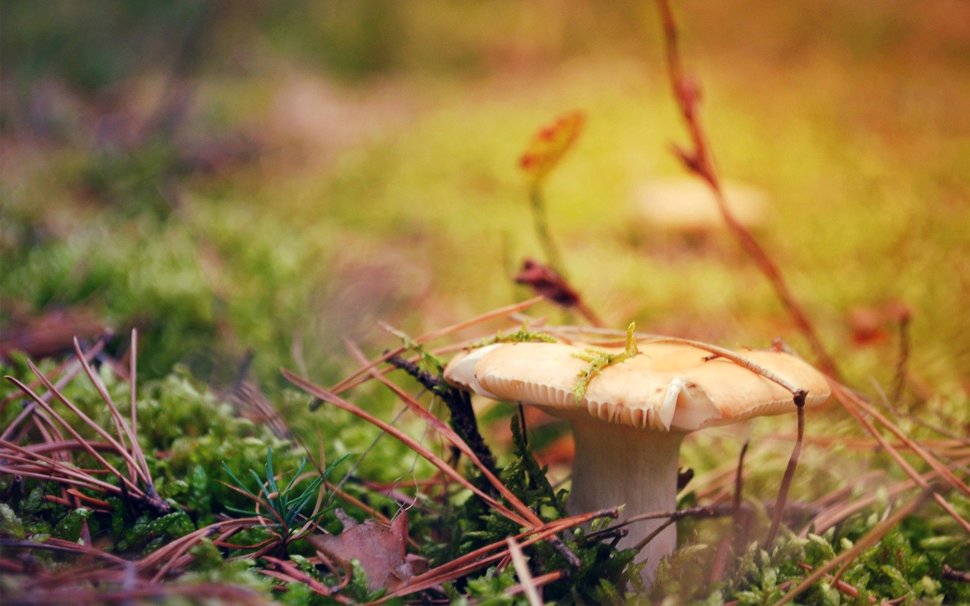 dry, mushroom, grass, autumn, macro HD wallpaper