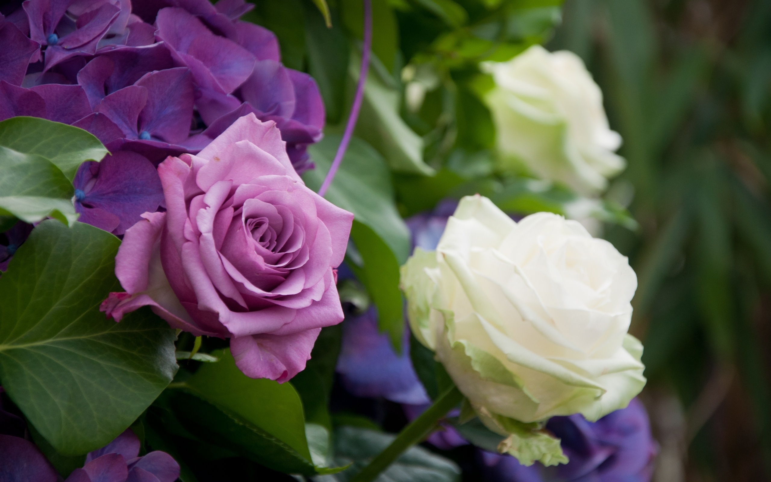 Laden Sie das Blumen, Rose, Erde/natur-Bild kostenlos auf Ihren PC-Desktop herunter