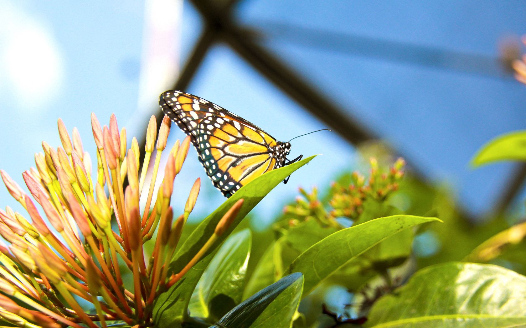 Free download wallpaper Grass, Flower, Plant, Macro, Butterfly on your PC desktop