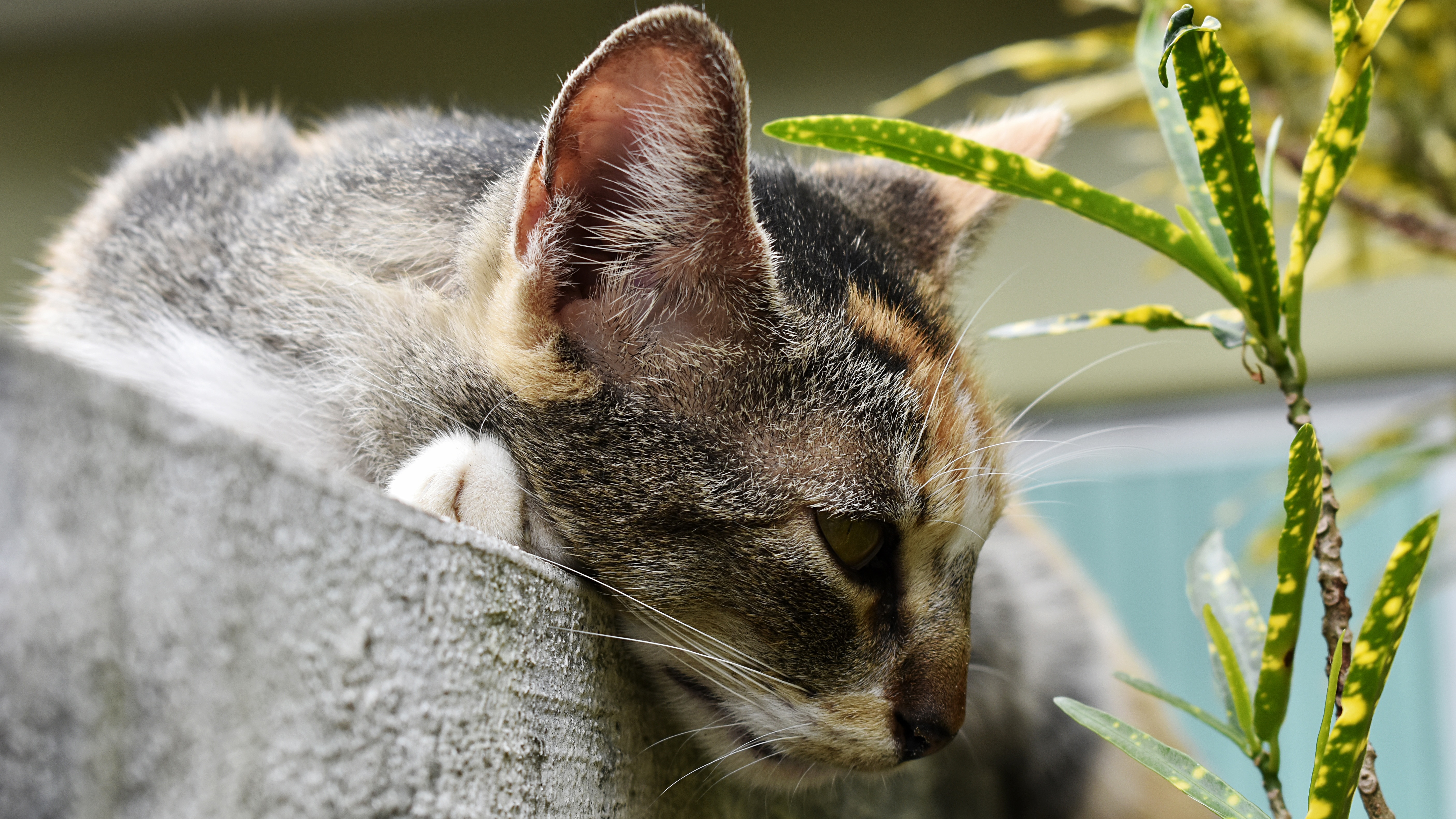 Descarga gratuita de fondo de pantalla para móvil de Animales, Gatos, Gato.