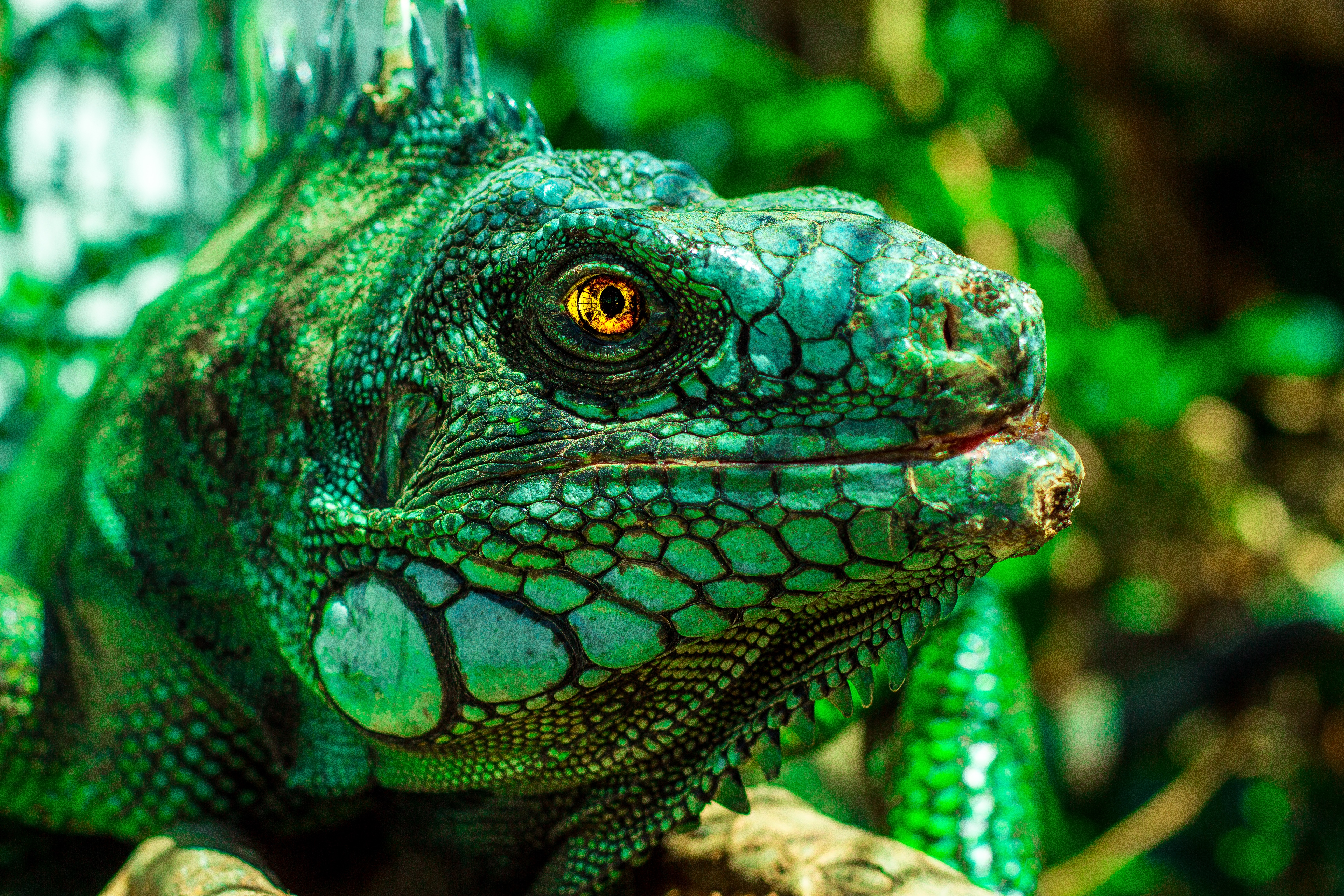 iguana, animals, eyes, reptile