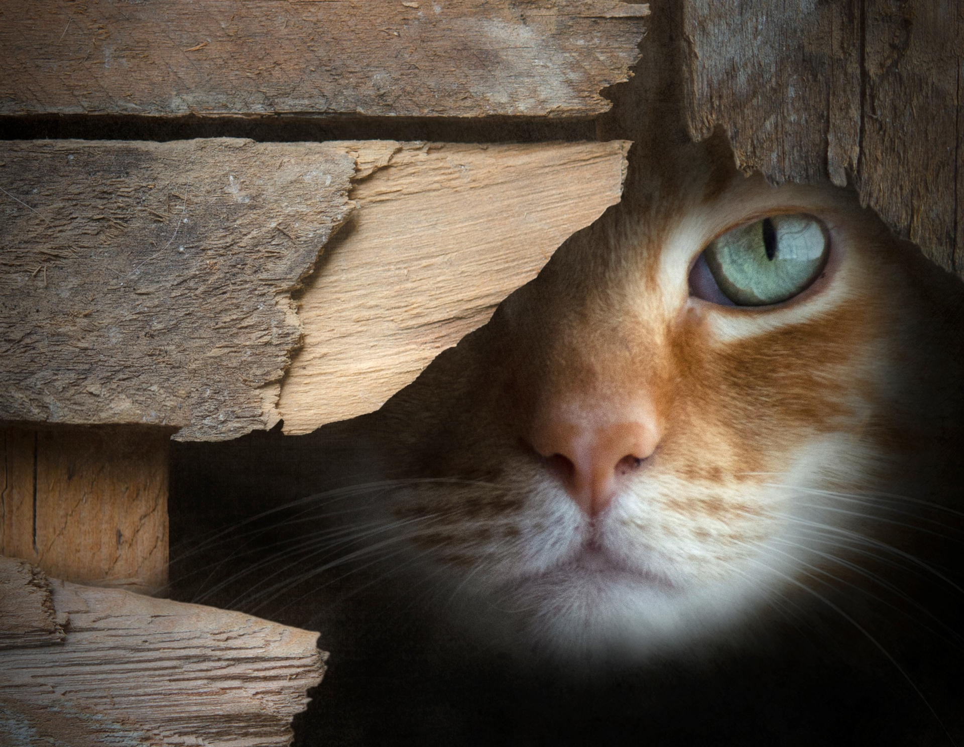 Handy-Wallpaper Tiere, Katzen, Katze kostenlos herunterladen.