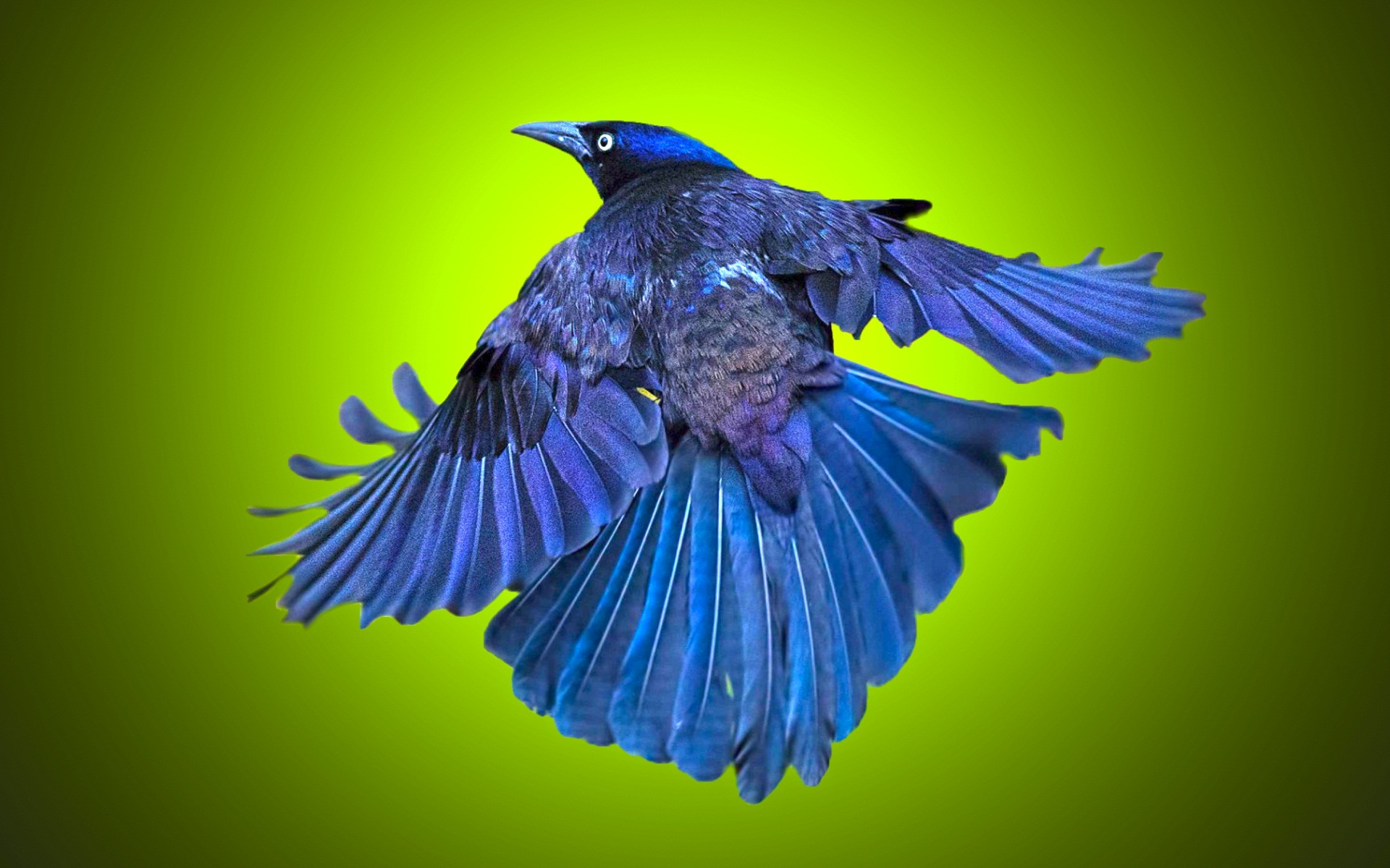 Baixe gratuitamente a imagem Animais, Aves, Pássaro, Grackle Comum na área de trabalho do seu PC