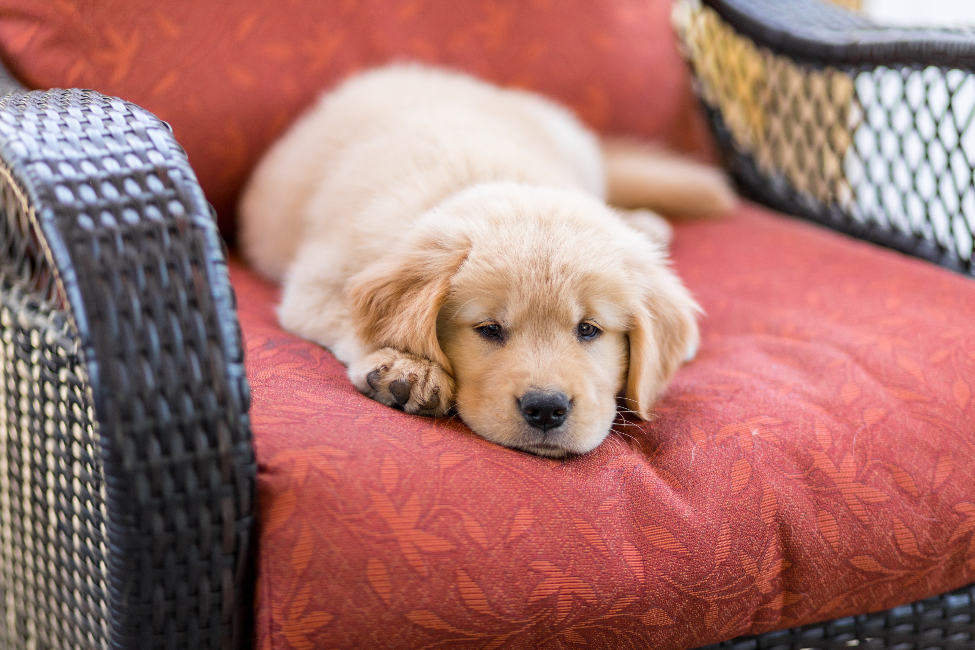 無料モバイル壁紙動物, 犬, 子犬, ゴールデンレトリバーをダウンロードします。