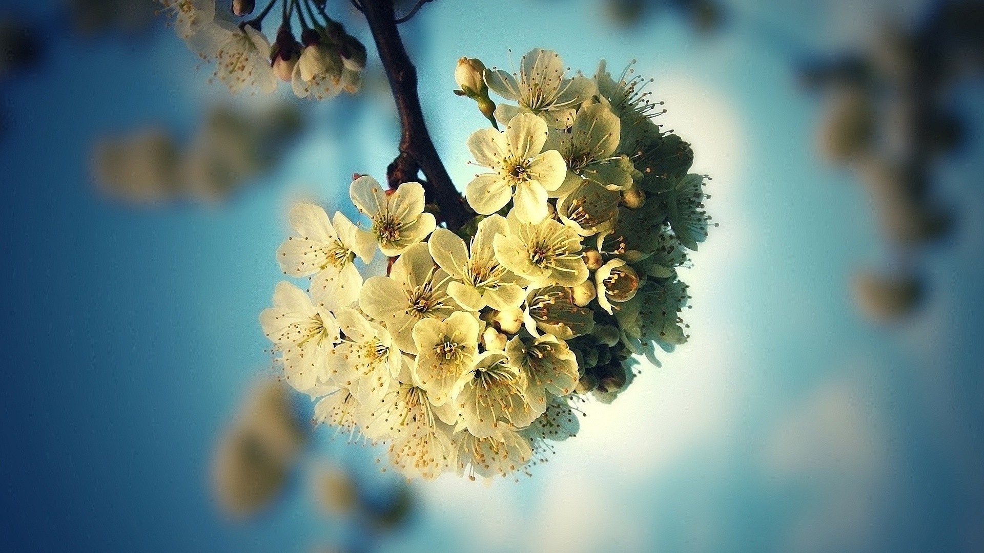 Descarga gratuita de fondo de pantalla para móvil de Florecer, Flores, Tierra/naturaleza.