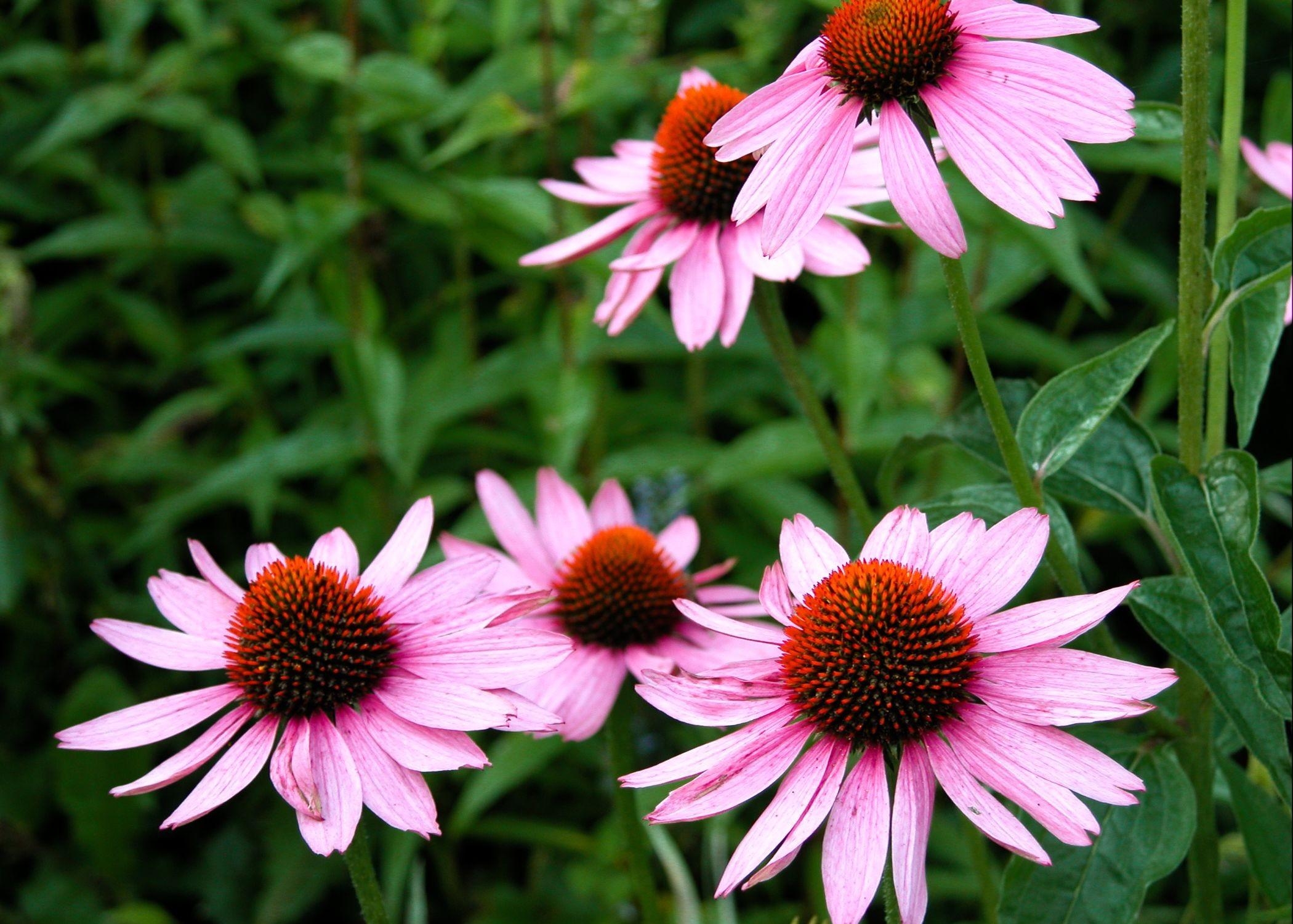 flower bed, flowers, close up, greens, flowerbed, echinacea