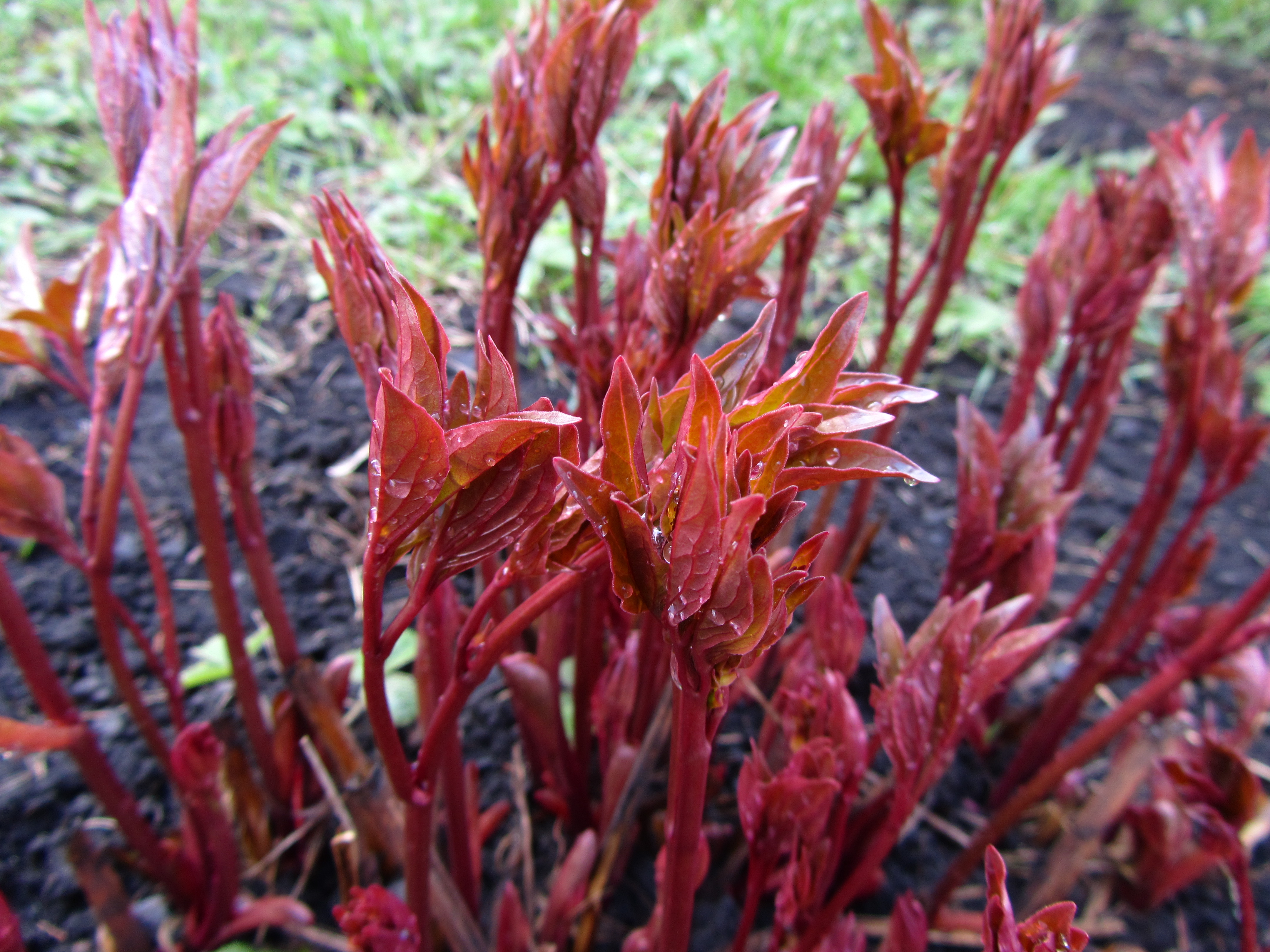 Baixar papel de parede para celular de Planta, Terra/natureza gratuito.