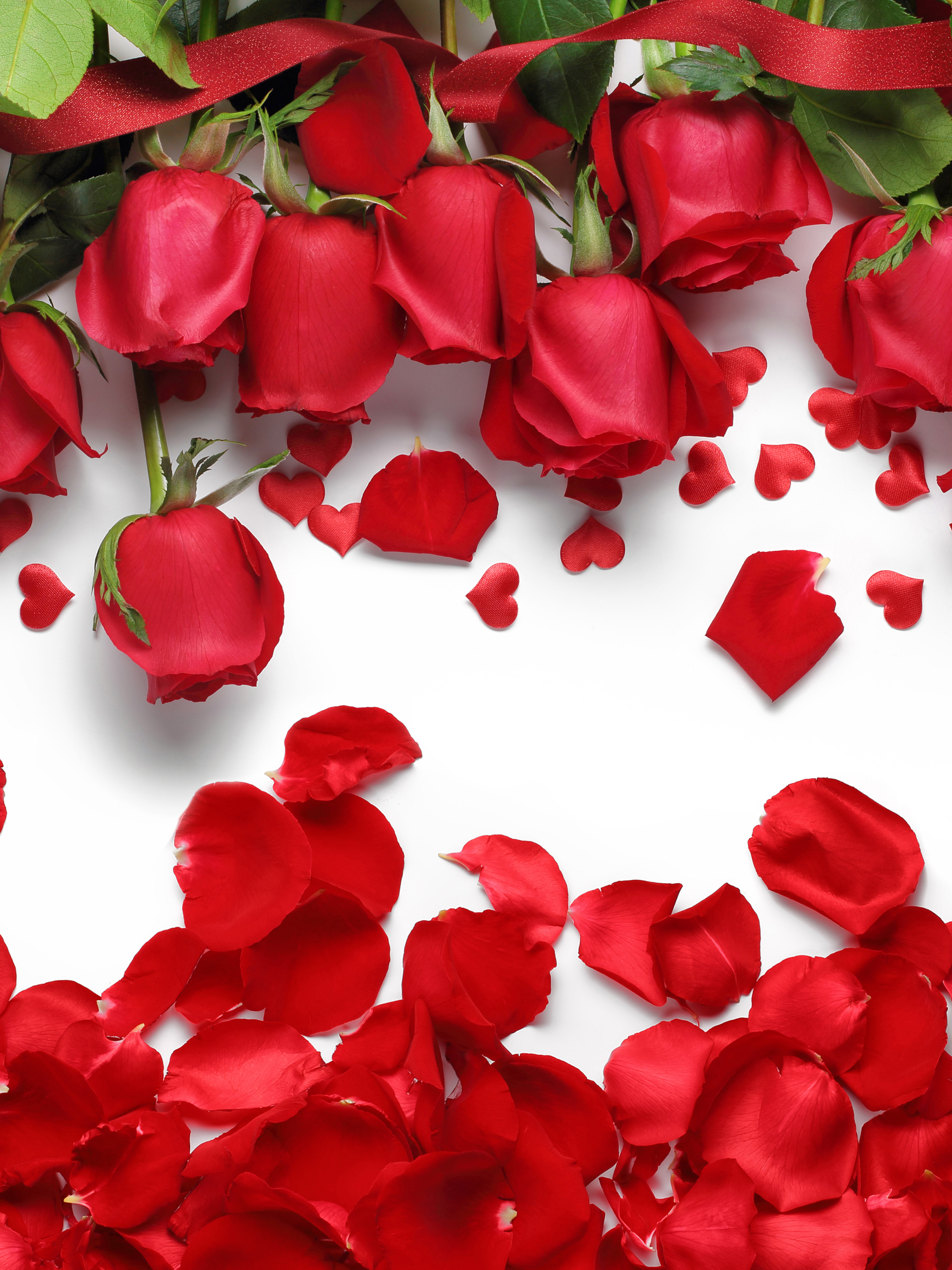 Download mobile wallpaper Flowers, Rose, Earth, Petal, Red Rose, Red Flower for free.