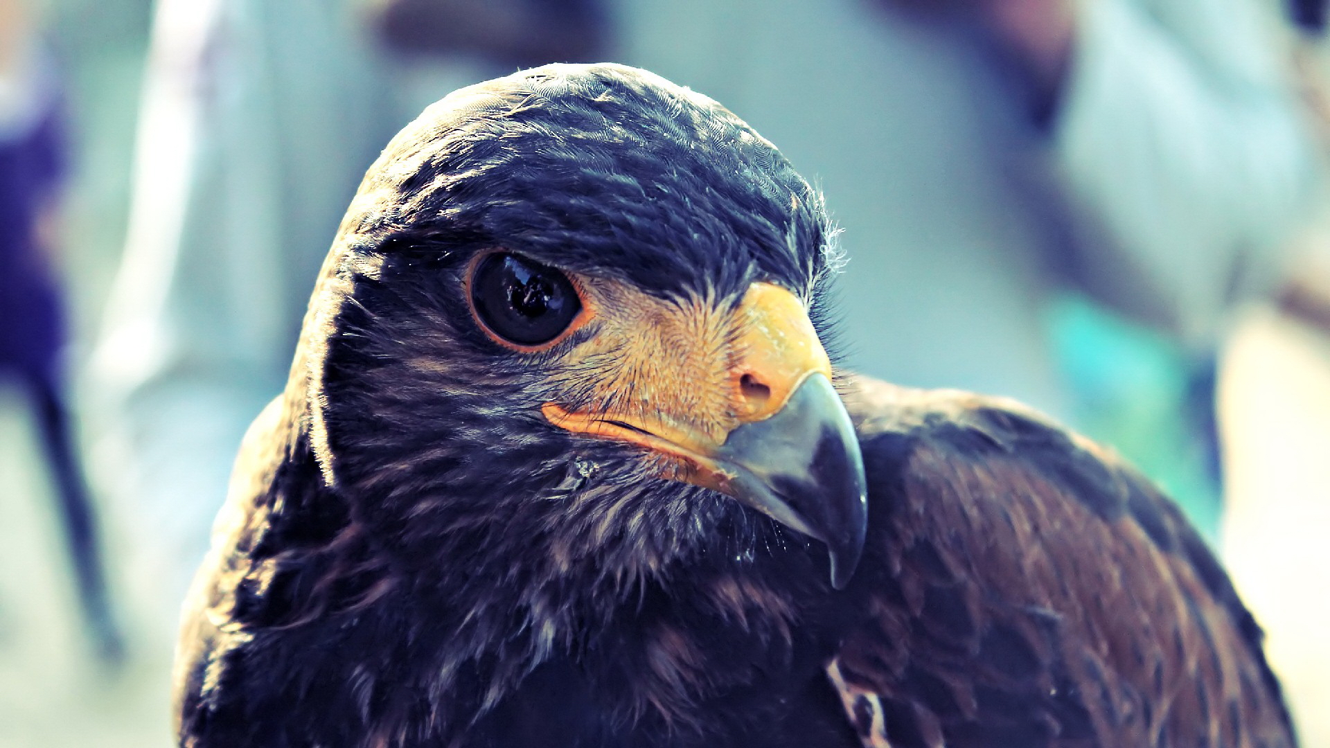 Descarga gratuita de fondo de pantalla para móvil de Animales, Águila, Aves.