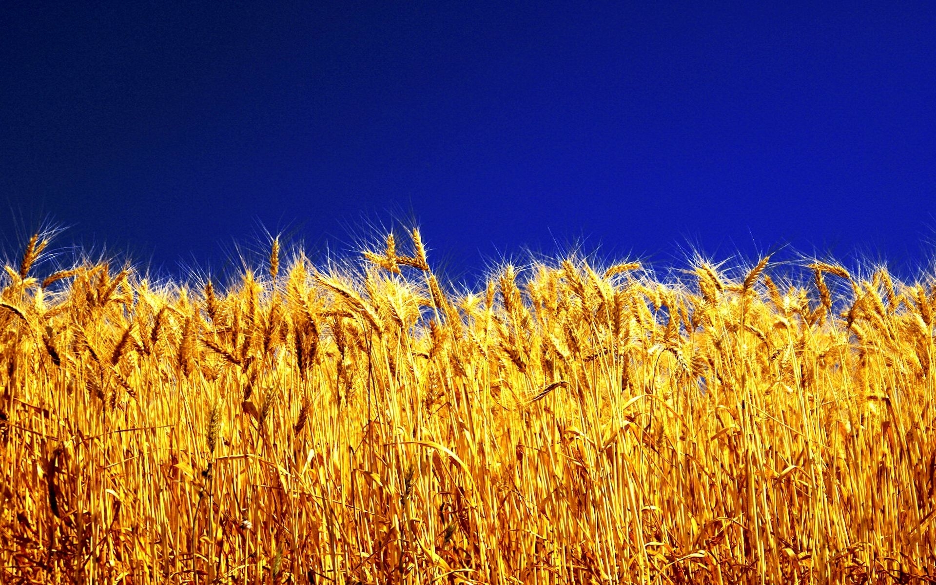 48452 скачать картинку пшеница, поля, пейзаж, растения - обои и заставки бесплатно