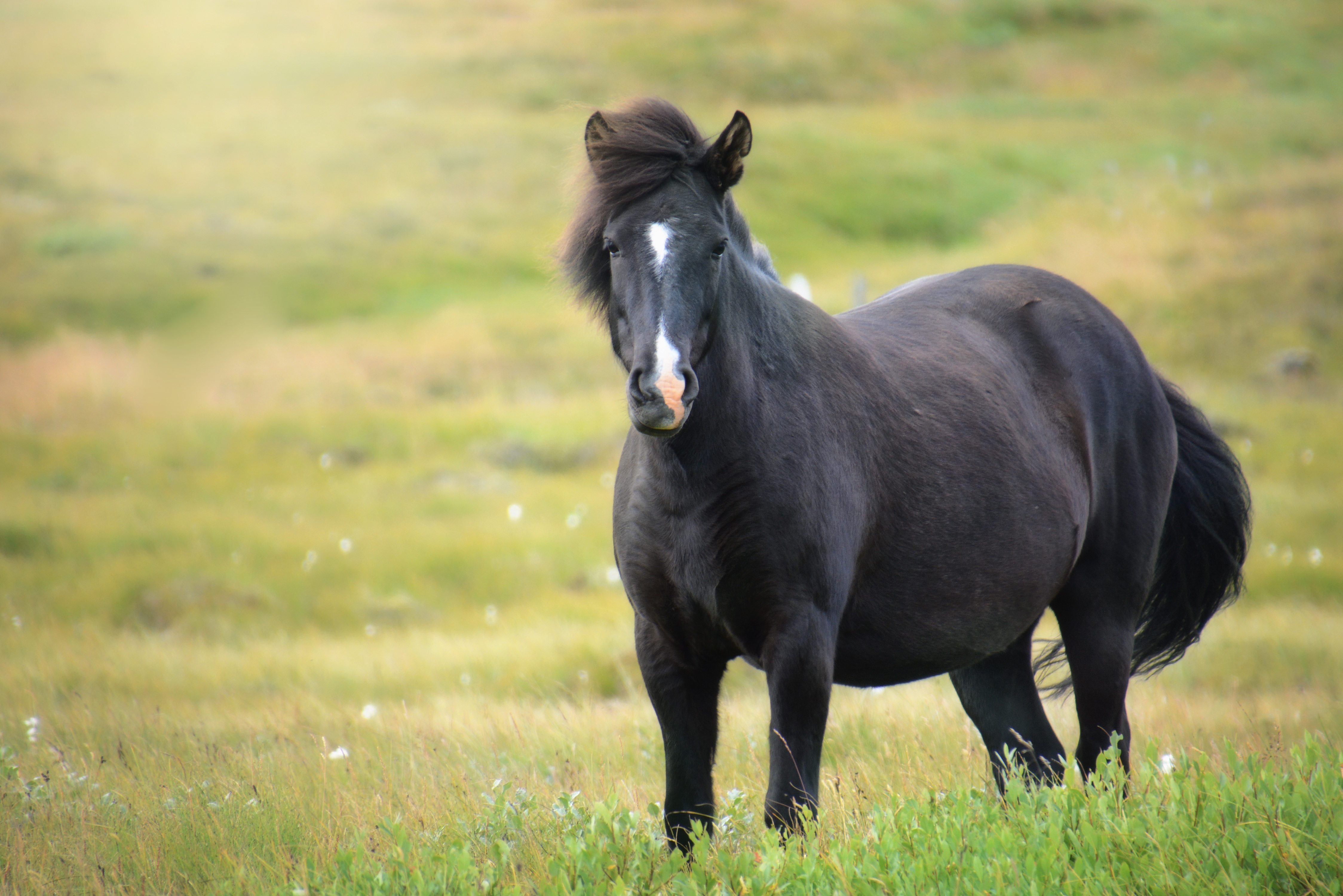 94432 скачать картинку животные, поле, исландия лошадь, кобыла - обои и заставки бесплатно