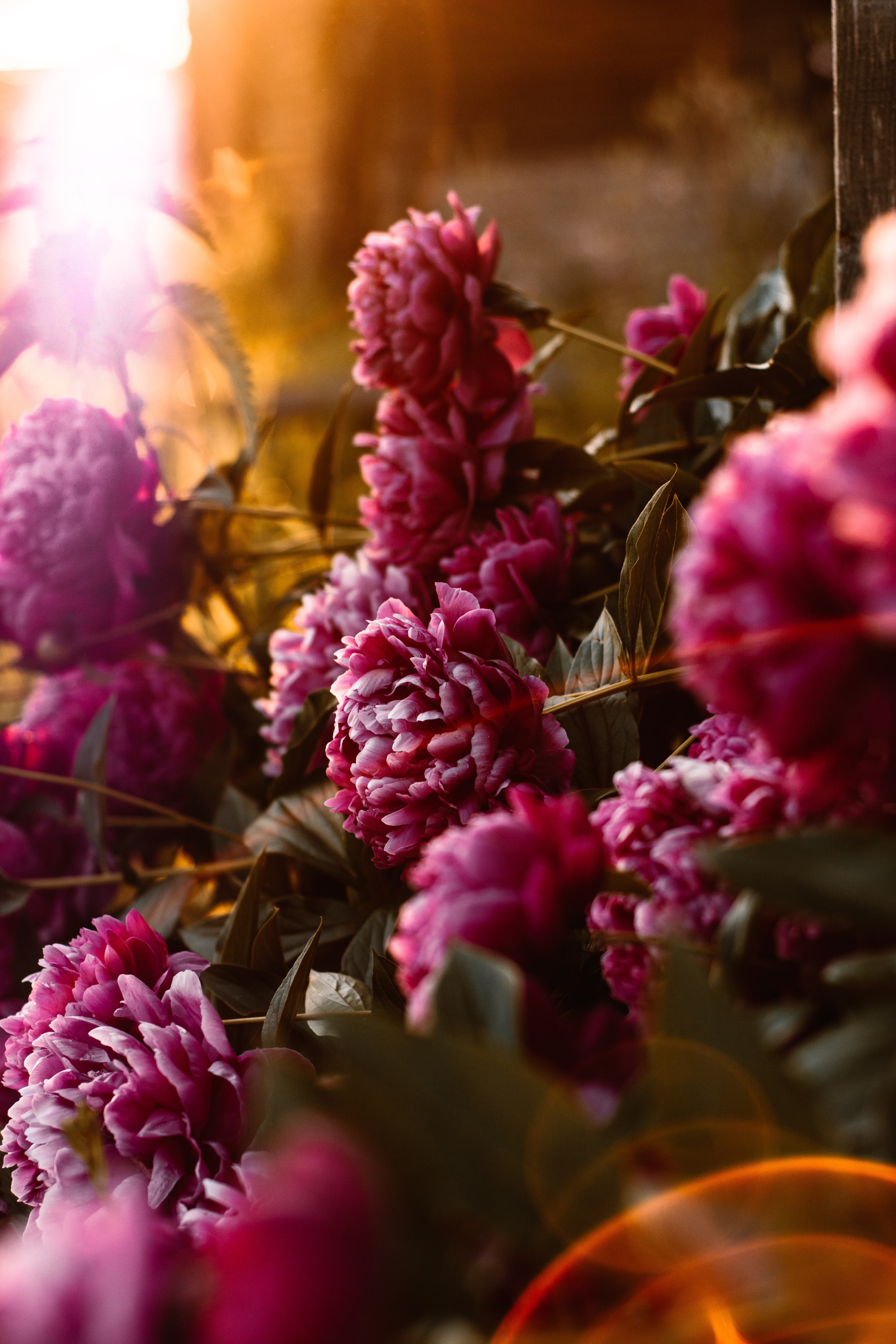 pink, sunlight, peonies, bloom, flowers, flowering, glare HD wallpaper