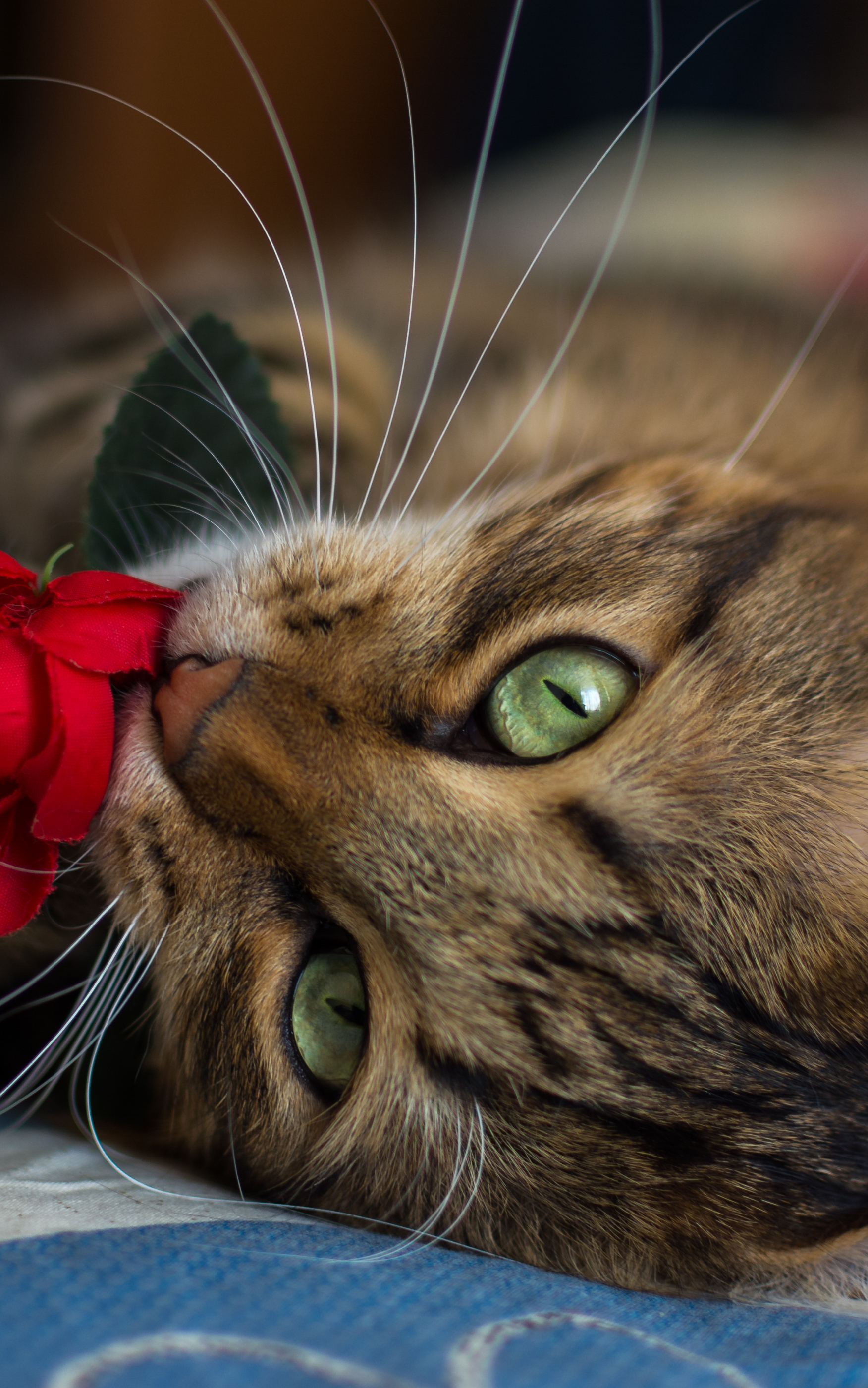 Download mobile wallpaper Cats, Flower, Cat, Rose, Animal, Whiskers for free.