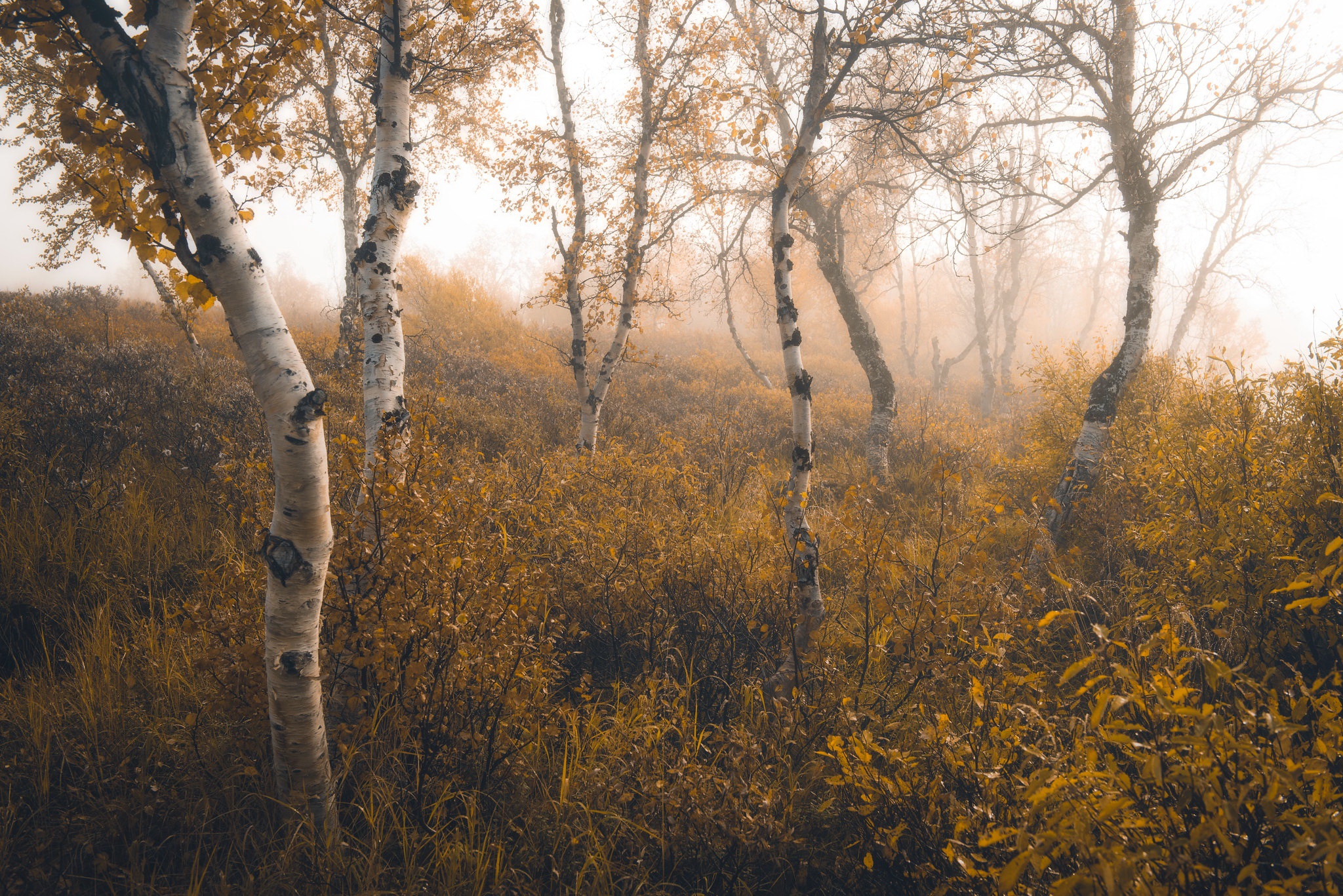 Download mobile wallpaper Nature, Fall, Earth, Birch for free.