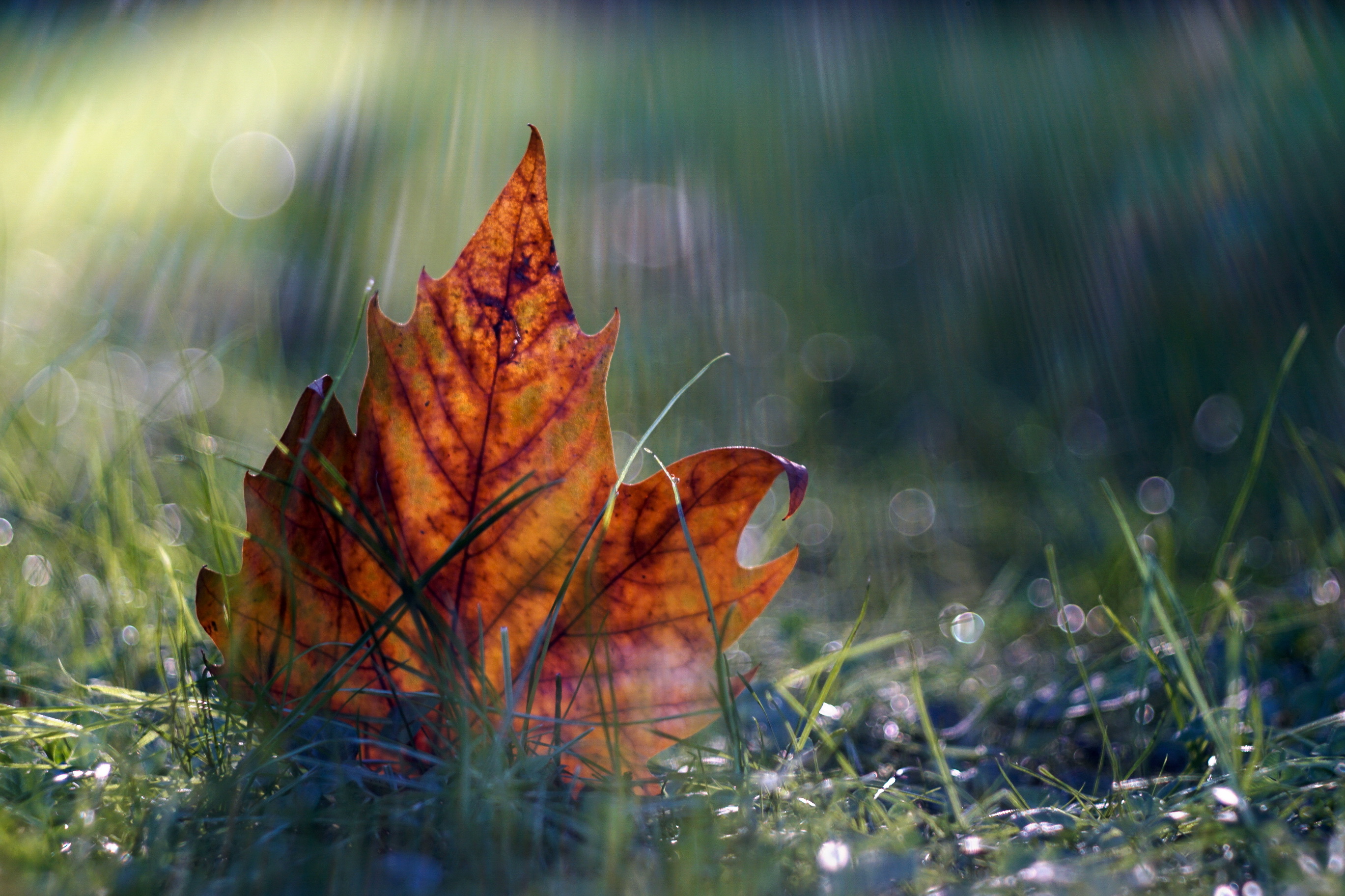 Free download wallpaper Nature, Leaf, Earth, Bokeh on your PC desktop