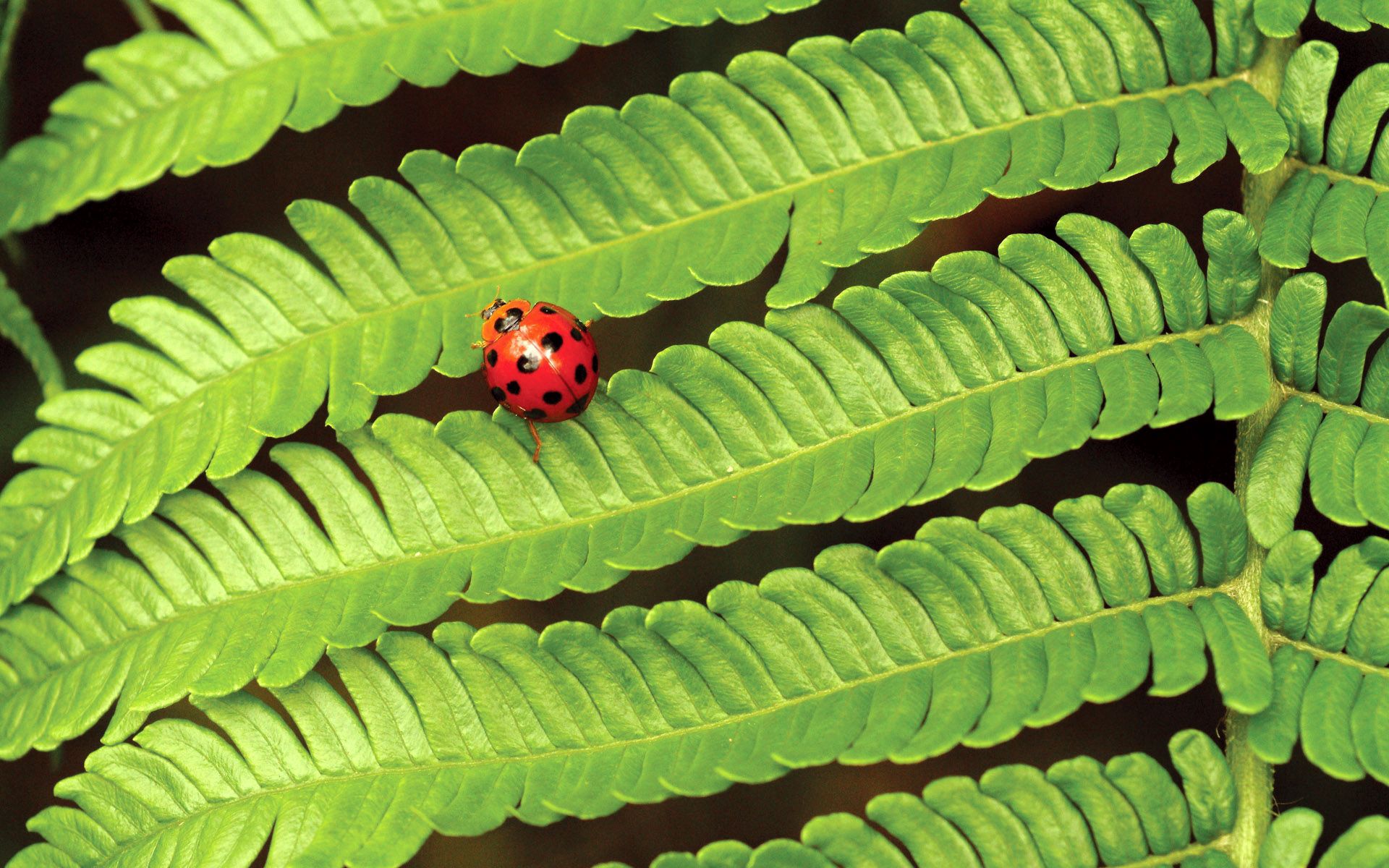 Download mobile wallpaper Ladybird, Macro, Insect, Fern, Leaves, Ladybug, Plant for free.