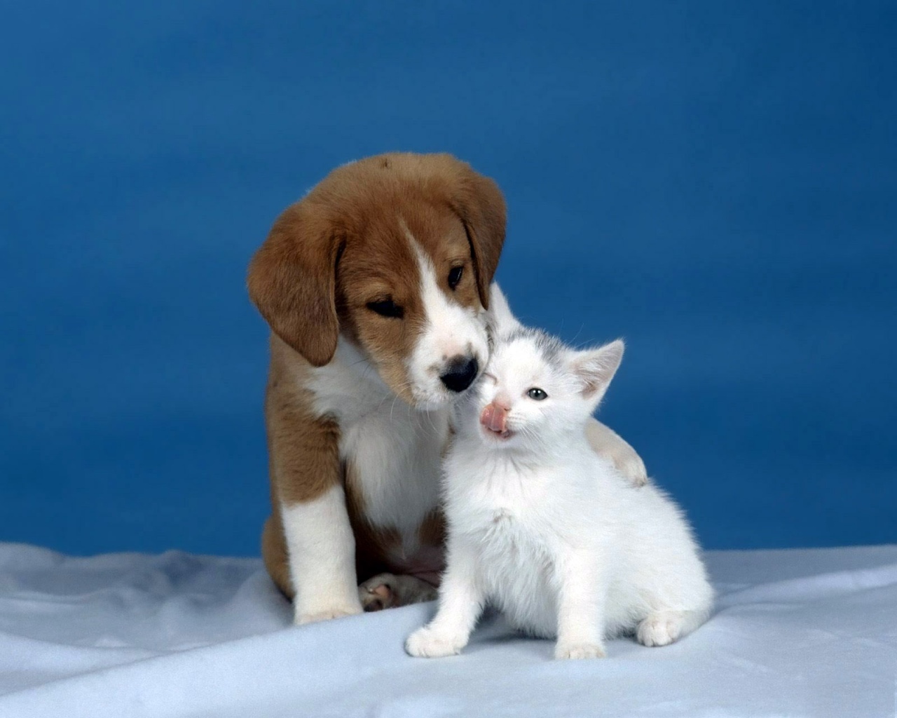 dogs, cats, animals, blue Full HD