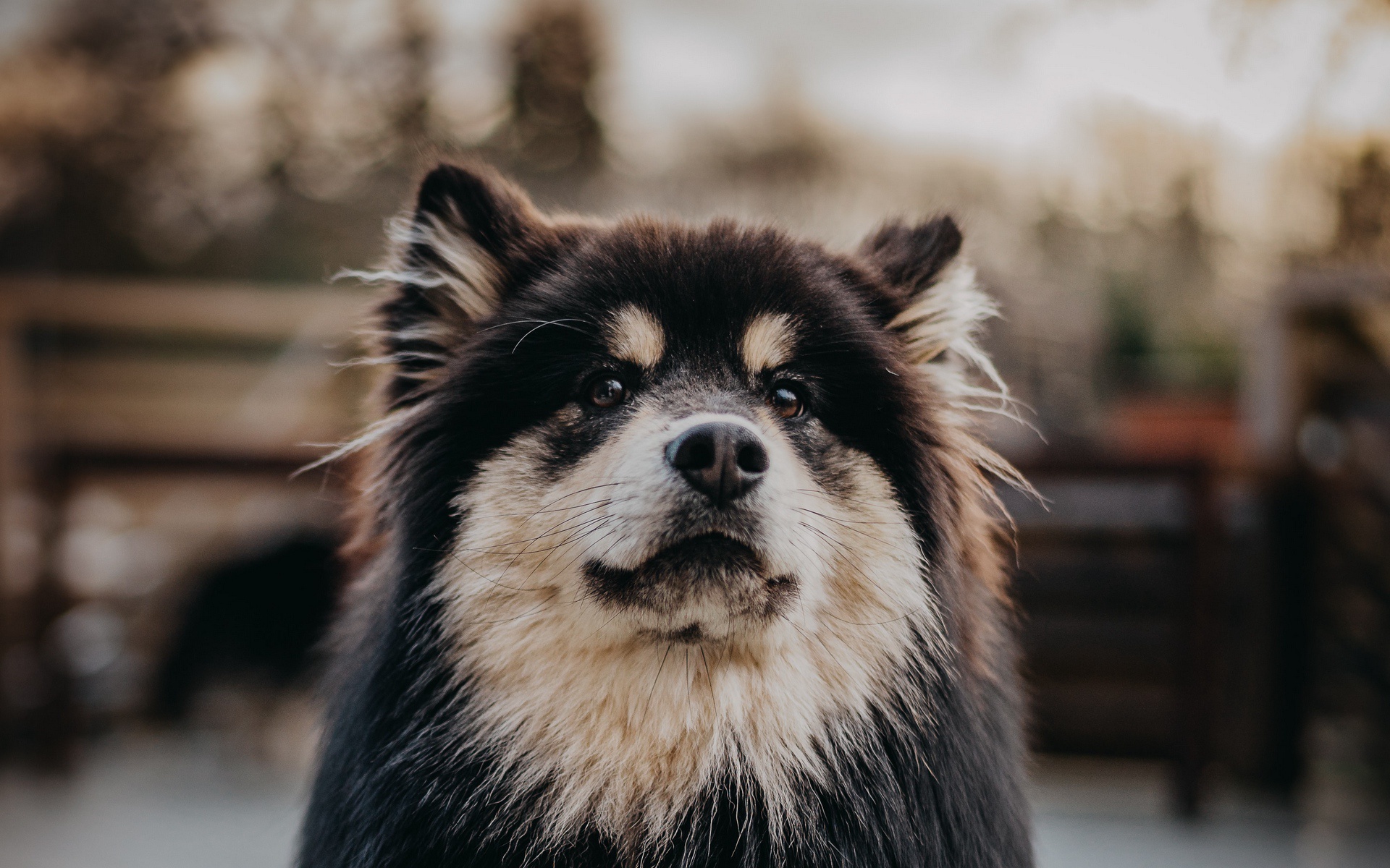 Laden Sie Finnischer Lapphund HD-Desktop-Hintergründe herunter