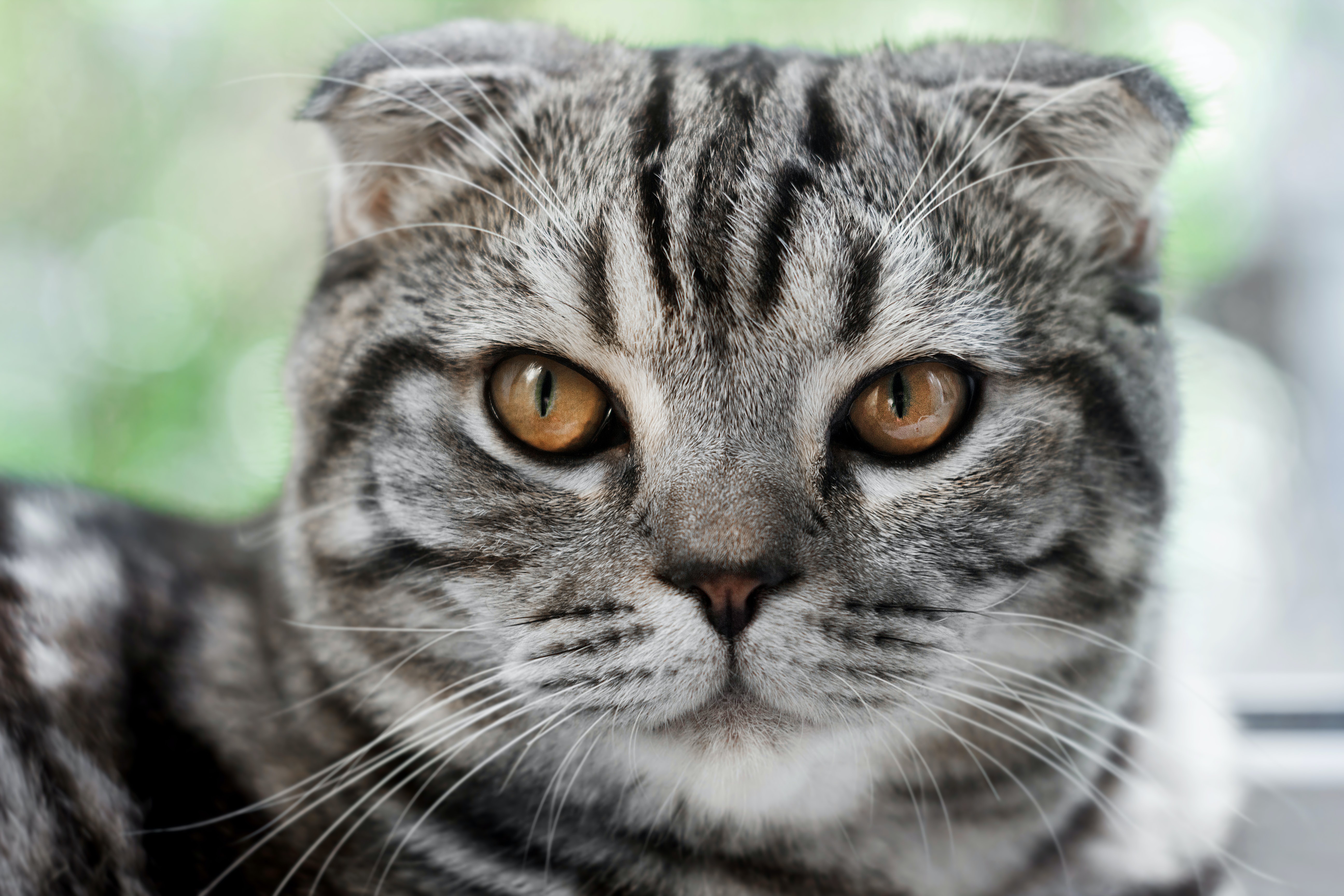 508334 descargar imagen animales, pliegue escocés, gato, gatos: fondos de pantalla y protectores de pantalla gratis