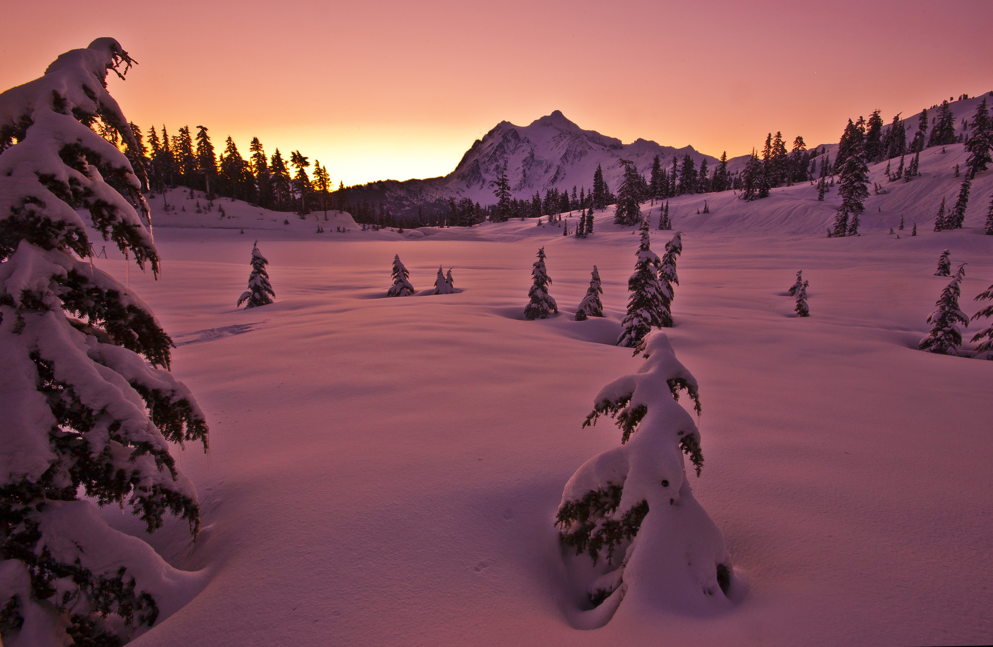 Descarga gratis la imagen Invierno, Nieve, Bosque, Árbol, Atardecer, Tierra/naturaleza en el escritorio de tu PC