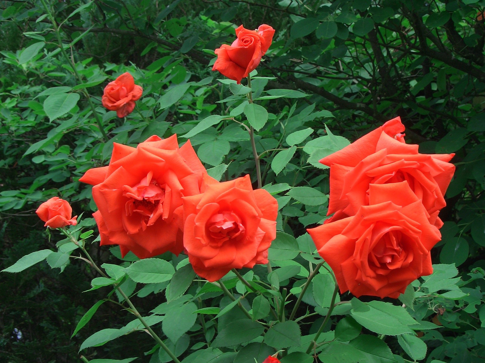 Laden Sie das Blume, Erde/natur-Bild kostenlos auf Ihren PC-Desktop herunter