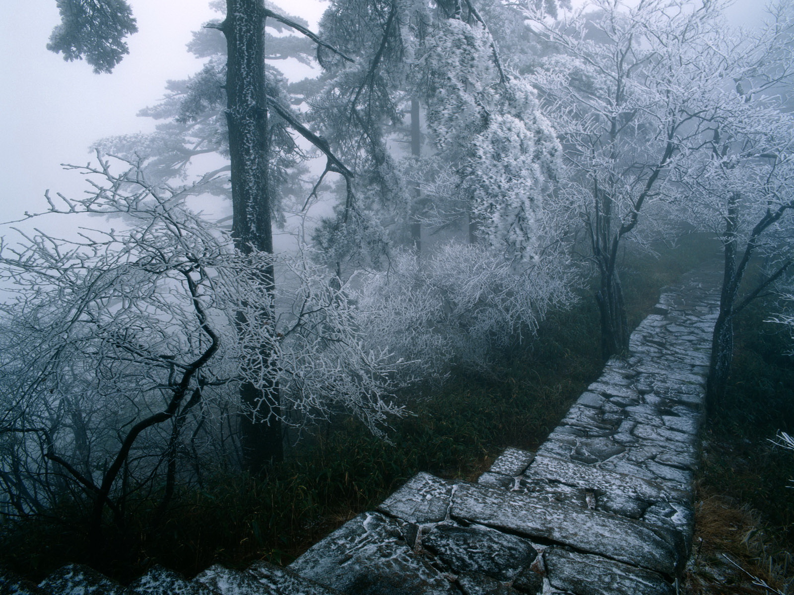 Horizontal Wallpaper winter, earth, path, tree