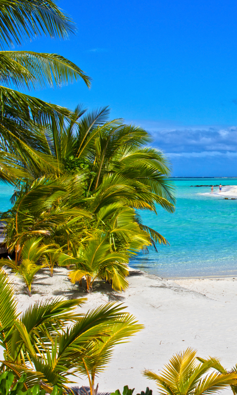 bora bora, photography, beach, turquoise, tropics, coastline, palm tree, kayak, tropical, coast, ocean